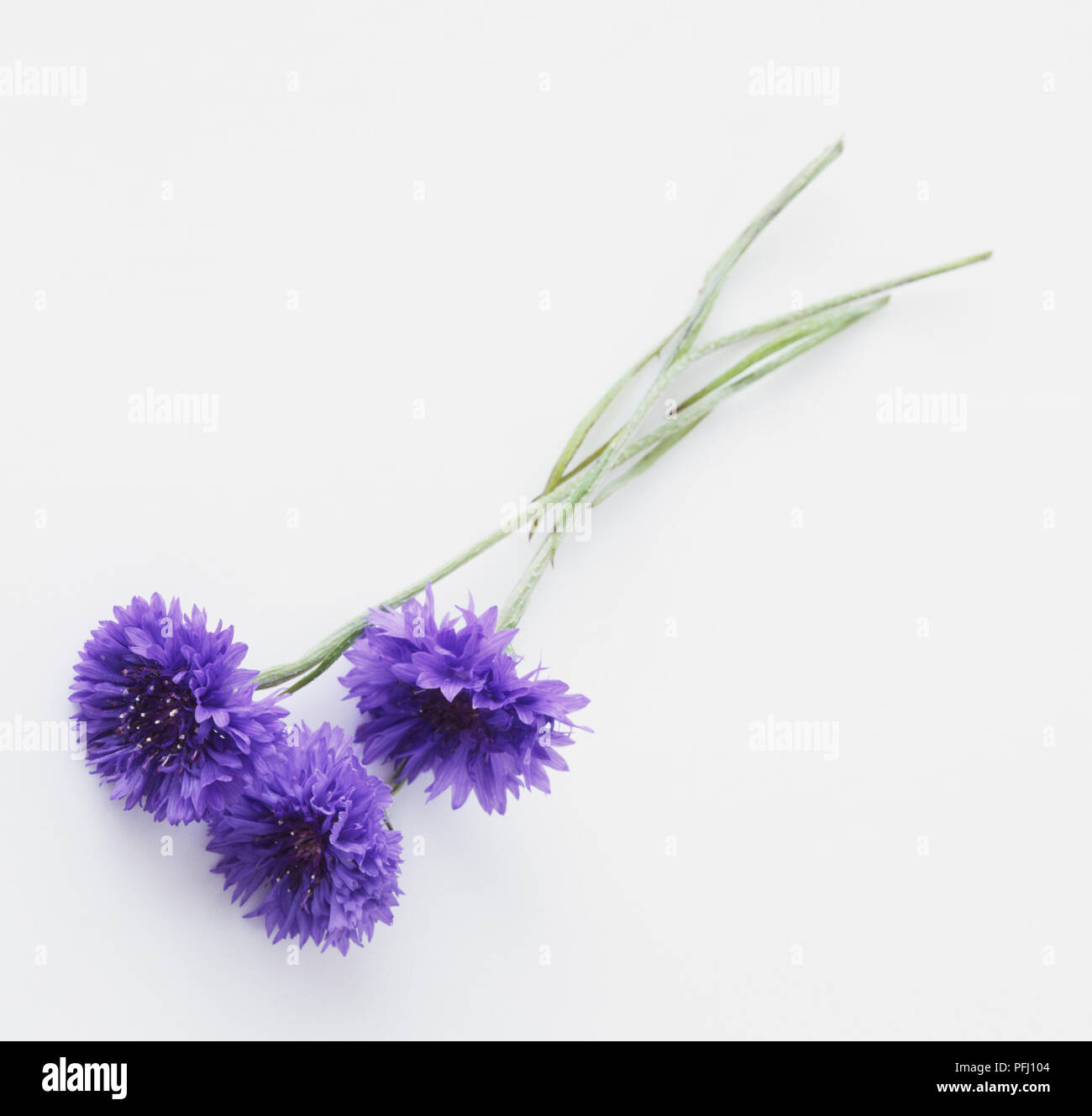 Centaurea cyanus, trois barbeaux, side view Banque D'Images