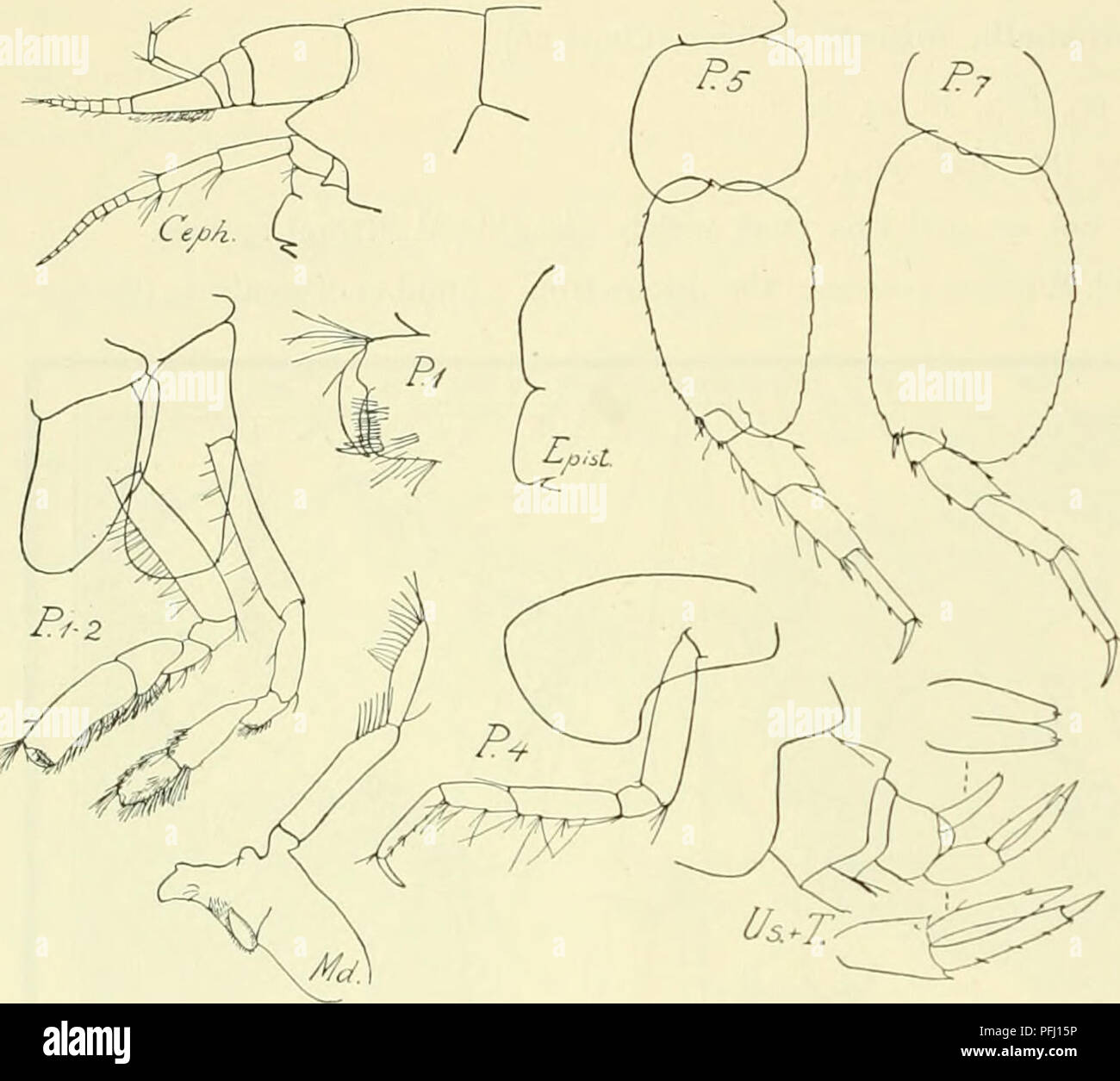 . L'Ingolf danois-expédition. Les animaux marins -- les régions de l'Arctique ; les expéditions scientifiques ; les régions de l'Arctique. 124 CRUSTACÉS MALACOSTRACÉS. VI. *Ii4. Orchomenella ( ?) abyssalis n. sp. (Fig. 36). Événement. Cette nouvelle espèce a été prise par le "Ingolf" à une station. W. du Groenland : 24°63 Rue : o6'N., 56°oo' O. 2258 m., temp. 2.40. 3 spec. 6-7 mm. Description d'un spécimen, 7 mm (sexe ?). Corps svelte. Tête un peu plus courte que la ligne dorsale de la première deux mesosome segments combinés. Pas d'yeux. coins latéraux plutôt gros et large. Ant. Flagelle : 1 9-articuler, le premier joint pas beaucoup de shor Banque D'Images