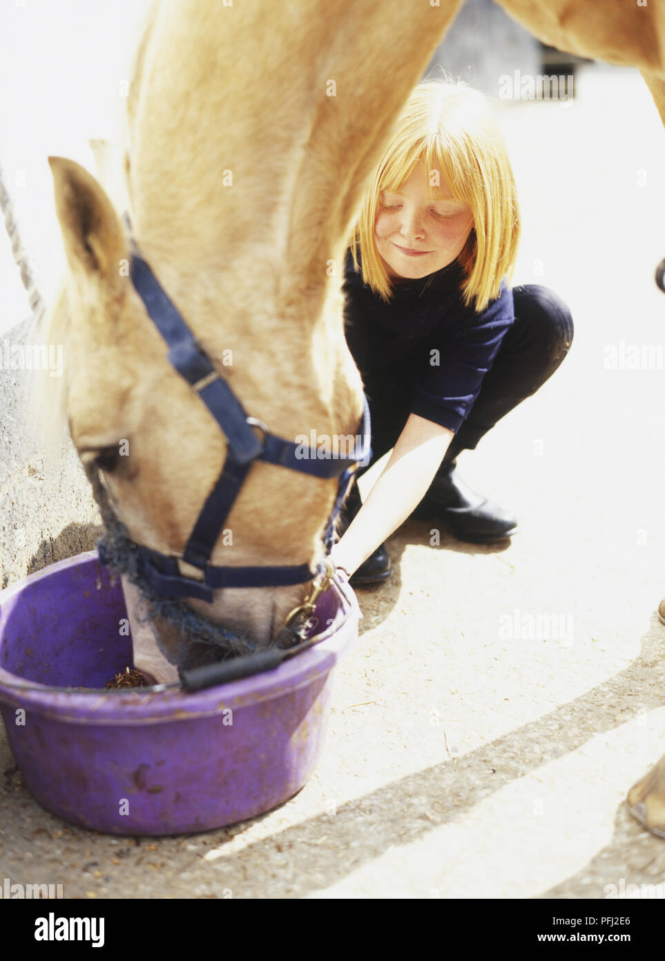 Blonde tête de cheval (Equus caballus) se nourrissant du violet seau de smiling girl, side view Banque D'Images