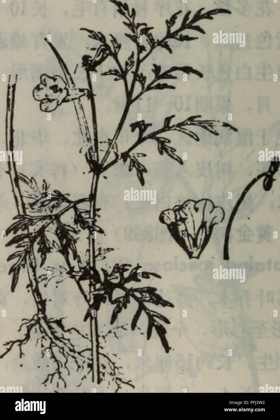 . Da lian zhi wu zhi di qu. botanique. Kroměříž898ae¢æ Catalpa ovata Don. Kroměříž899é"éae Catalpa speciosa Ward. 2.è§⇨ Inccrvillea«â± Juss. Ï¼å äºçï¼åå èae¬¶¶åç¾½ç¶æ2-3å¤¶ï¼è å£çç-ï¼è¤§ï¼é±Å"è²aeçº È²ï¼å½¡'¢aeé¶ççè è¼é µï¼ Åºï¼è±±5è£ï¼è±å é¿åå½ Ï¼è2.'£ç5;éè 2é¿.4ç-ï¼å Èï¼è 2±çç ç¶ï¼å¯¿- æ å¤ï¼èç® 2å¨èåº¯æ ä'§ä'1' 2ä å;è'aeï¼ aeç§ç å-¿ åae¬ã ä'å±äº§§ï¼å¤ 1ç§¿aeåå ⇨§è è'ï¼å¾ Inccrvillea¿900) sinensis Lam Encycl. Meth. Bot. . 3ft 243.178ä'å¹'çç ç'èae¬ï¼å¾«®è¢"aeae¯èåae¶ç±å .¡çº¹ï¼é ·æ"15-5 2 , ³Ãèåºé¨(±å¶¹Çï¼Ä¯å' é¨¶äºçï¼ åaeå d'ä2 åç¾½ae¨3Â ¢4 ç¾½ç¯ä' 7å'¹ï¼ä Ç¾½çåè¨é£æ2¯¹ï¼è â 3â€ççº¿å½ ¢ kroměříž®ç¶æ"éå½ åºae'±ãè"ç¶ï¼å ·4ä'èº²^ 1è±æ¢é¿³ï¼å è¾¾1åç± Banque D'Images