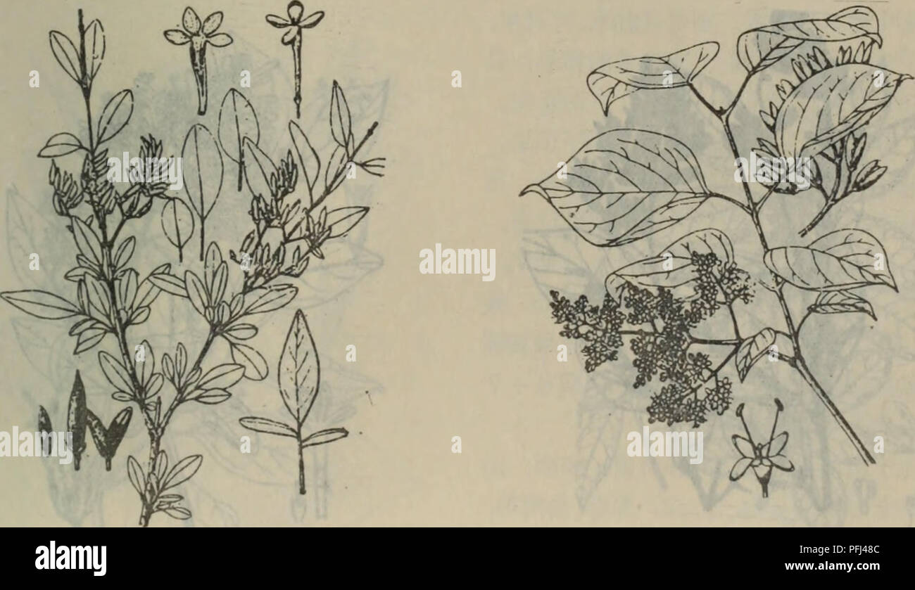 Cette publication botanique chinoise se concentre sur diverses espèces végétales, avec des descriptions détaillées de *Syringa persica* (lilas persan) et de ses variétés. Il fournit des informations sur les caractéristiques des plantes telles que la structure des feuilles et les modes de floraison, contribuant à la compréhension de la biodiversité végétale et des pratiques horticoles en Chine. Banque D'Images