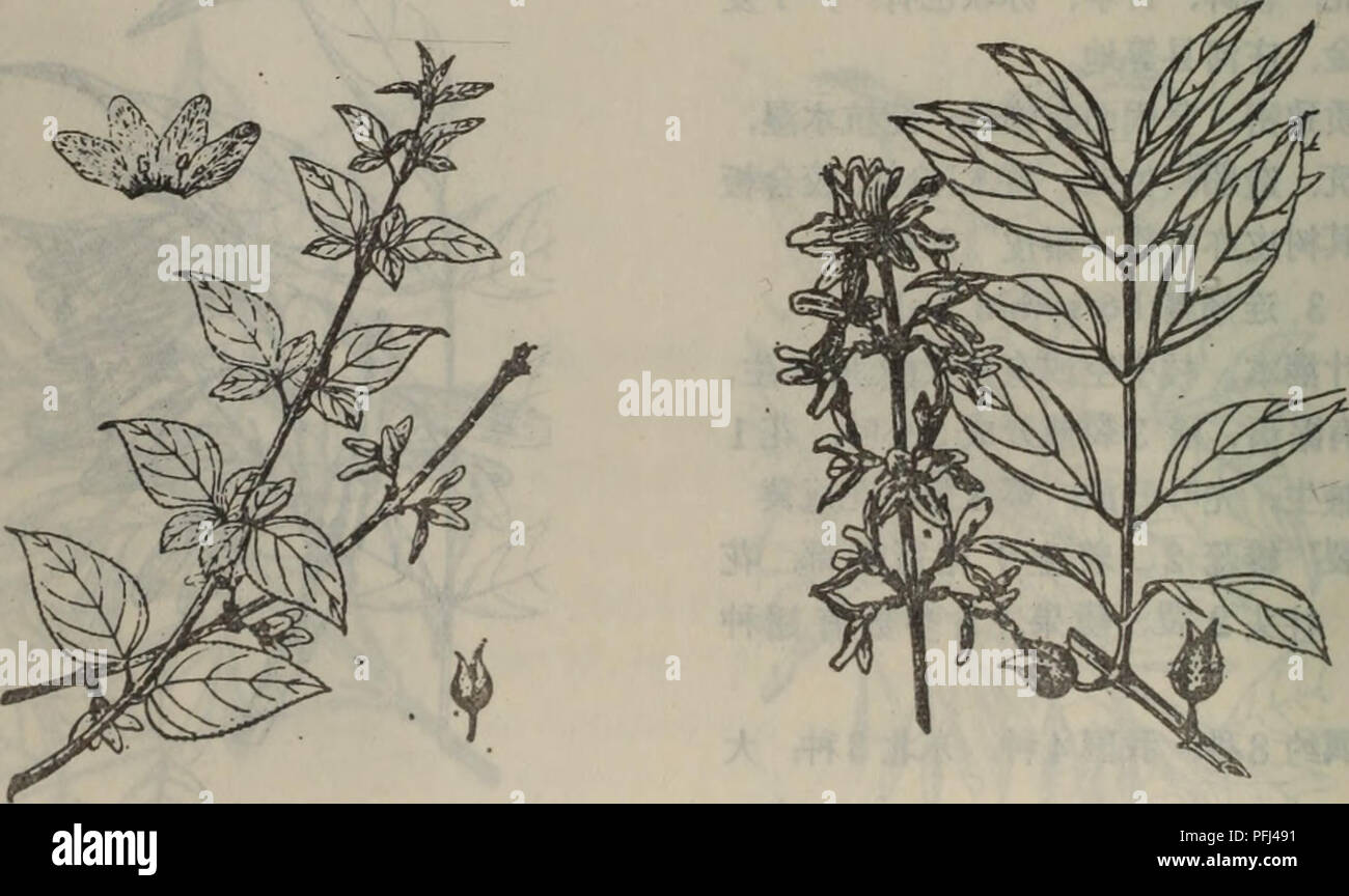 Da Lian Zhi Wu Zhi Di Qu Botanique C Ae C E Aea 1 Ee A Aµa ºi A C C I A A E Aea Aºc A A 1 C Sospensa Thunb Vahl 1 Aea Ee A Cc E A 2 A Ae Aµa Ac µc E Ac Aee Ae Ea I Aºe A Ae A I A A A Aea I Ea A E A A E Aee Ae Ae