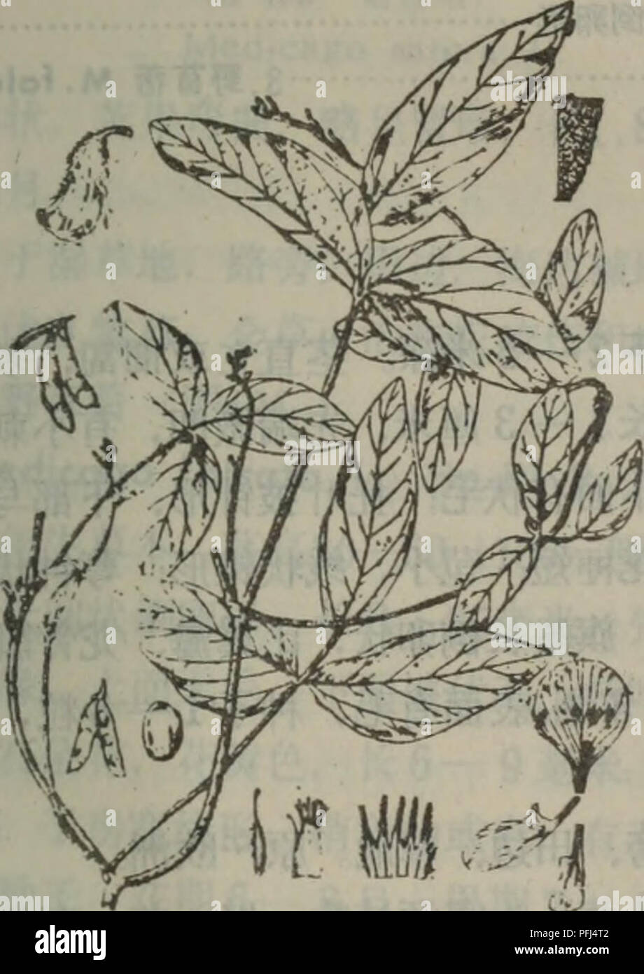 Da Lian Zhi Wu Zhi Di Qu Botanique 1 A Eae I Ec A Ae I C I A C E E Ae C I Eaee E 5ac 2 E A G Mcnc L Merr 1 E Ea Ae I A E490 Glycine Soja Sieb Et Zucc Dans Abh Akad Muench 4 Da Lian Zhi Wu Zhi Di Qu Botanique 1 A Eae I Ec A Ae I C I A C E E Ae C I Eaee E 5ac 2 E A G Mcnc L Merr 1 E Ea Ae I A E490 Glycine Soja Sieb Et Zucc Dans Abh Akad Muench 4