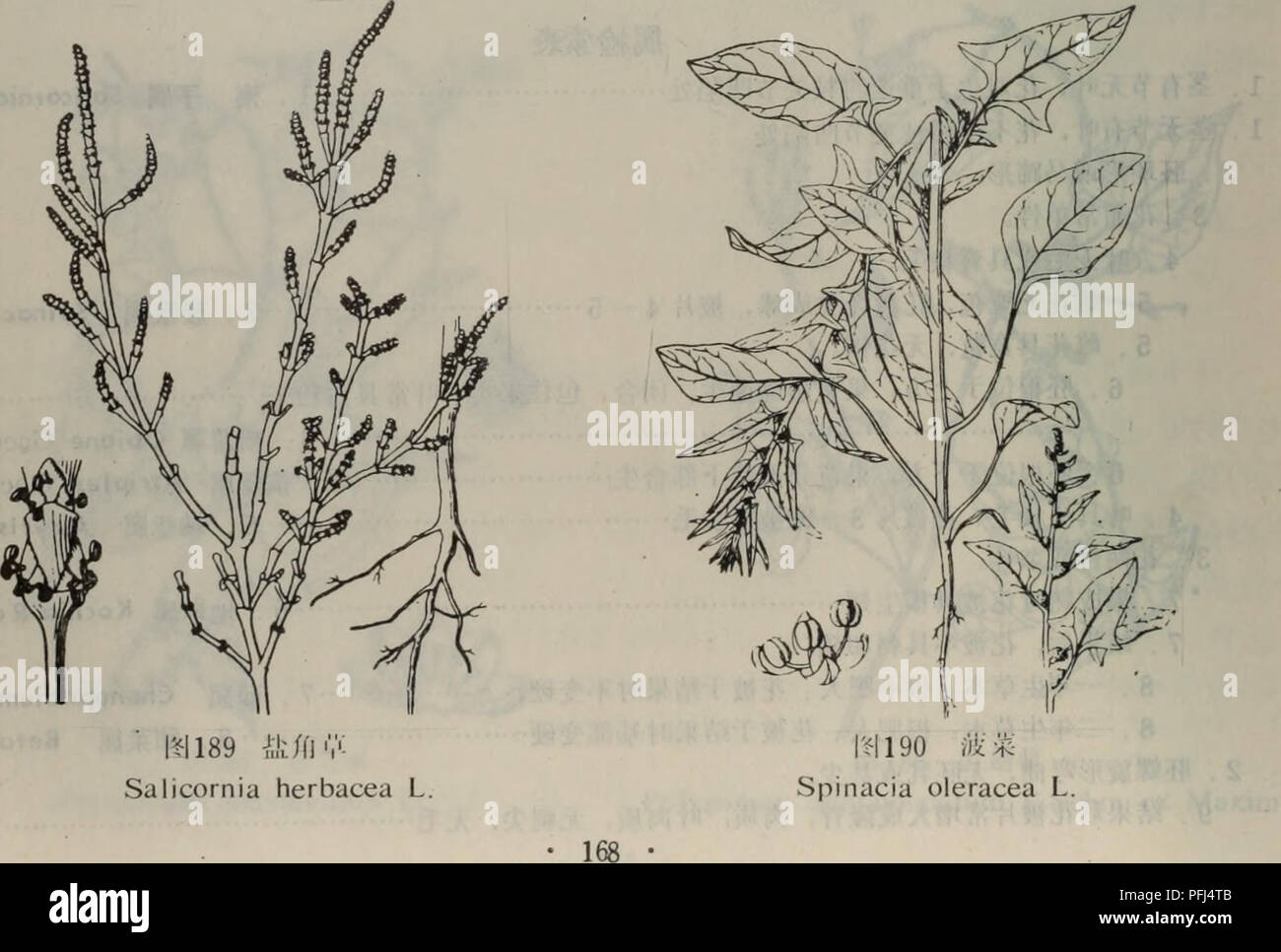 Da Lian Zhi Wu Zhi Di Qu Botanique 9 C E Suaeda Forsk 9 C Aeae E Ca ªccc Ae I A Ec Aee E C E I A I Aeae Aºa A Cªae 10 Ea Solsola Aeµ 1 L E A Eae Aecae Salicornia L I Ea Aeei Aea Ae A A Ae Ca Caecc I Ae A C C A Ae Ae E I Ae