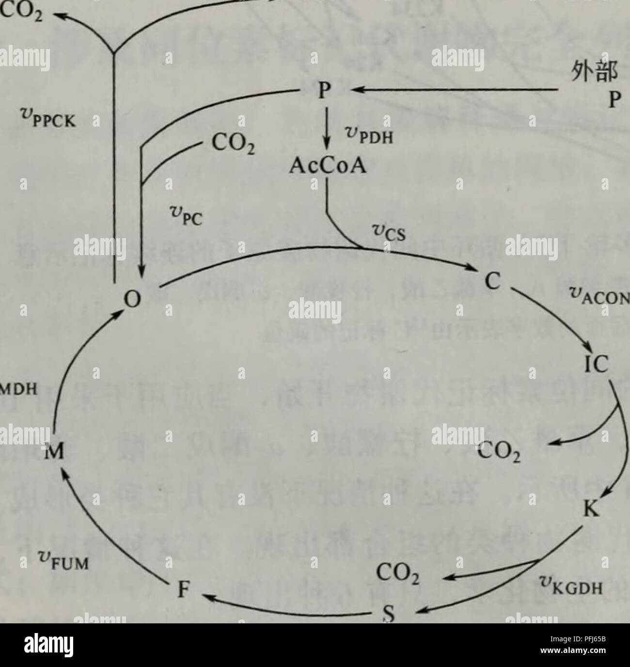 . Dai xie gong cheng. botanique. Çç©åå-¦ ºÇ«åä½ç«' æ è®°ä"£è°¢ç©å¹³è Ae¹ç¡¡¨åºåä½ç å¼ æ±' æ è®°ä"£ è°¢ç©åº é¢æ â€¢çç .¤ºÈ¯éåº®°å¦ åä½ç'¢â æ è®°ä"£è°¢ç©å å-éåå NMRè' â¢°±çç²¾ç ééåå"ç"æ§ éae°è°æ'éé å¦ éªae®ä'å°æ®æ¯è¾. Ä¼°è®¡ä¼ å¼°è®¡å¼ ä'è'æ æ¯§¦å æ"^ ééä¼" °°è®¡å¼ GLU PEP å¤¨ å¾9.7ae ¹Ae P é®åä½ç éãGC»¯MSåNMRè-å°±çç kroměříž®ç"-aeç çaeµéç¡«®å®èå ä"£è° ééçè¿-¢ä" ae³aeµç¨¨å£ä'é¢ä'¤èéï¼å¨¯Å°æ ¼Åºå Å¼å 29,95 æ è®°ä'é '®é 'aeä¹é åºç èäº§ççaeaeTCAå¾ªç¯©åä½ç' æ è®°ä"£è°¢ç©åå'¡¨¿è¾¾å¼ãè çè äºae¯¼Å¯¨å æ¥Ç¨¯ aeä'è'ä'ªéå éçä''æ®"£è° å¾ªç¯¢ä'-çåä½ç' æ è®°ä"£ è°¢ç©çåä ¾Ae¹Ae³Ãae¤-'ï¼å¤Å°å·²Ae éçTCAç aeç¨«¥äºå ä¾ä ªå®ä'ï¼ä'¥è¡¨» aeå¦ä½è½ä"æ è®°åºç© çå®é Banque D'Images