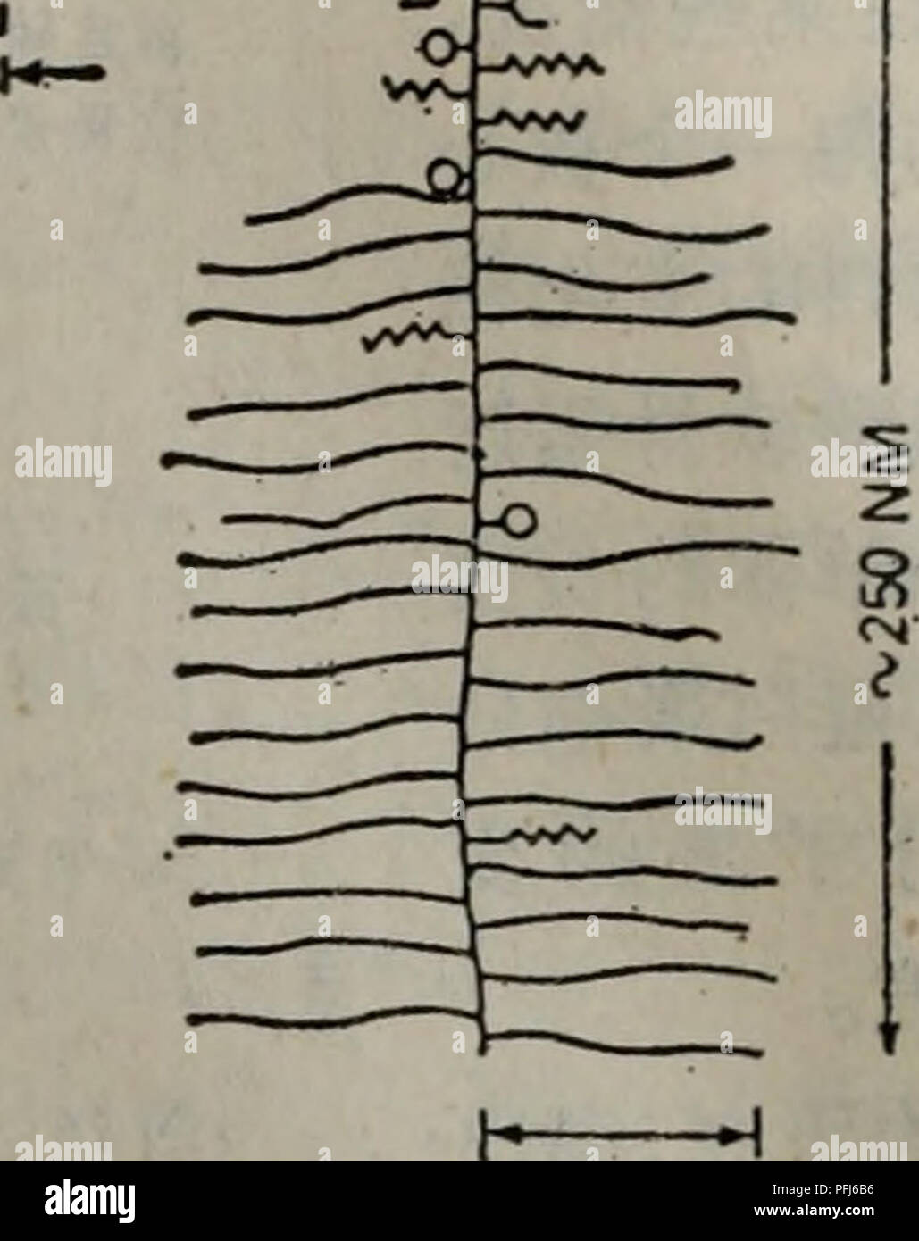 Ce texte fournit un aperçu de la phytothérapie chinoise, discutant des propriétés et des utilisations de diverses plantes et herbes dans les pratiques de guérison traditionnelles, en mettant l'accent sur leurs avantages médicinaux et leurs applications. Banque D'Images