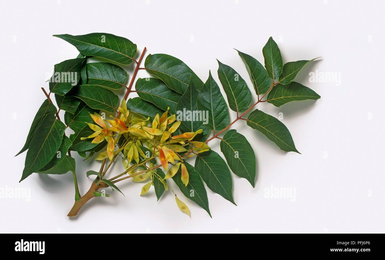 Ailanthus altissima (arbre du ciel), des rameaux à feuilles vert foncé et vert clair fruits Banque D'Images