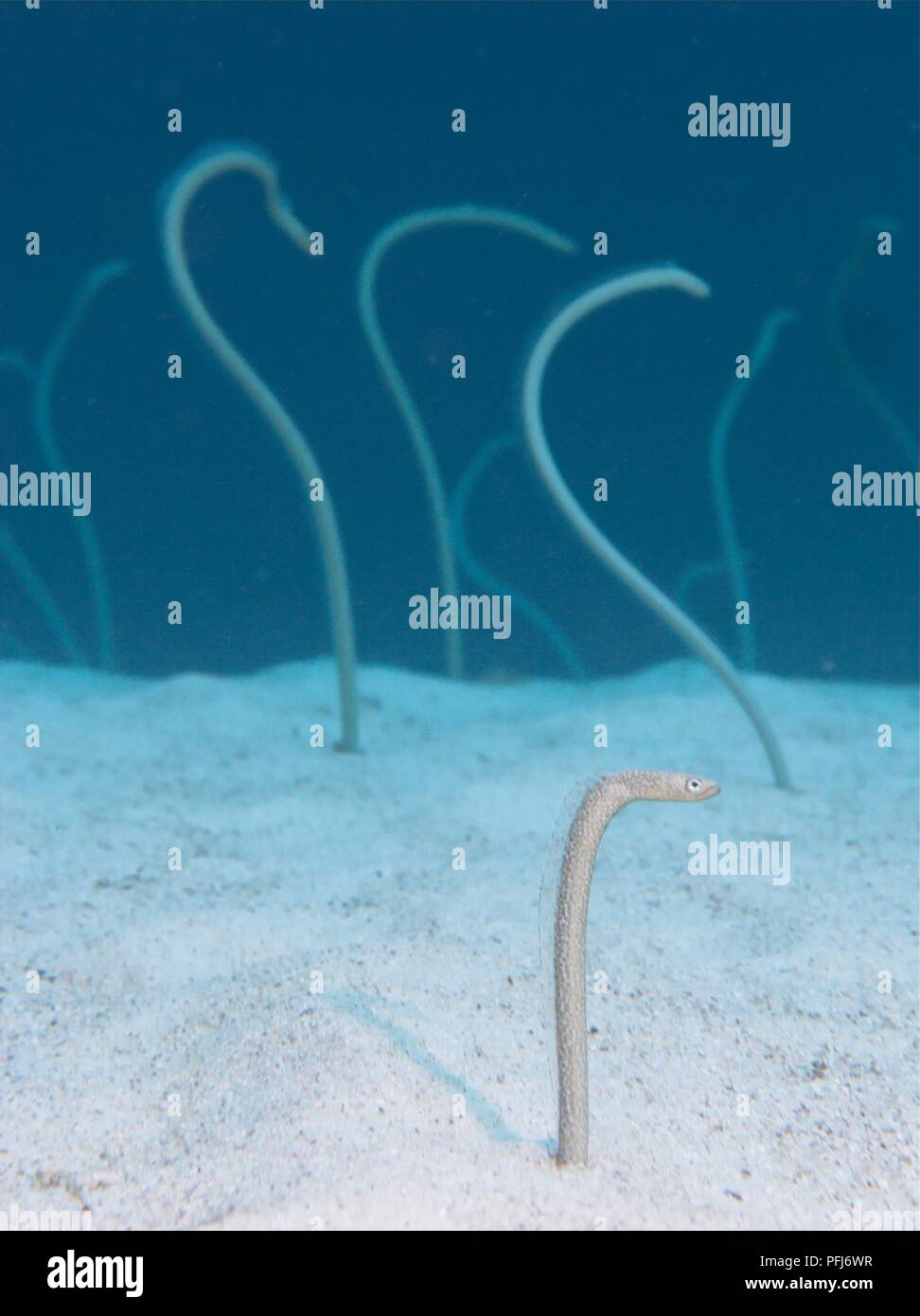 L'Egypte, Mer Rouge, jardin d'anguilles (Heteroconger cobra) sur lit de la mer, close-up Banque D'Images