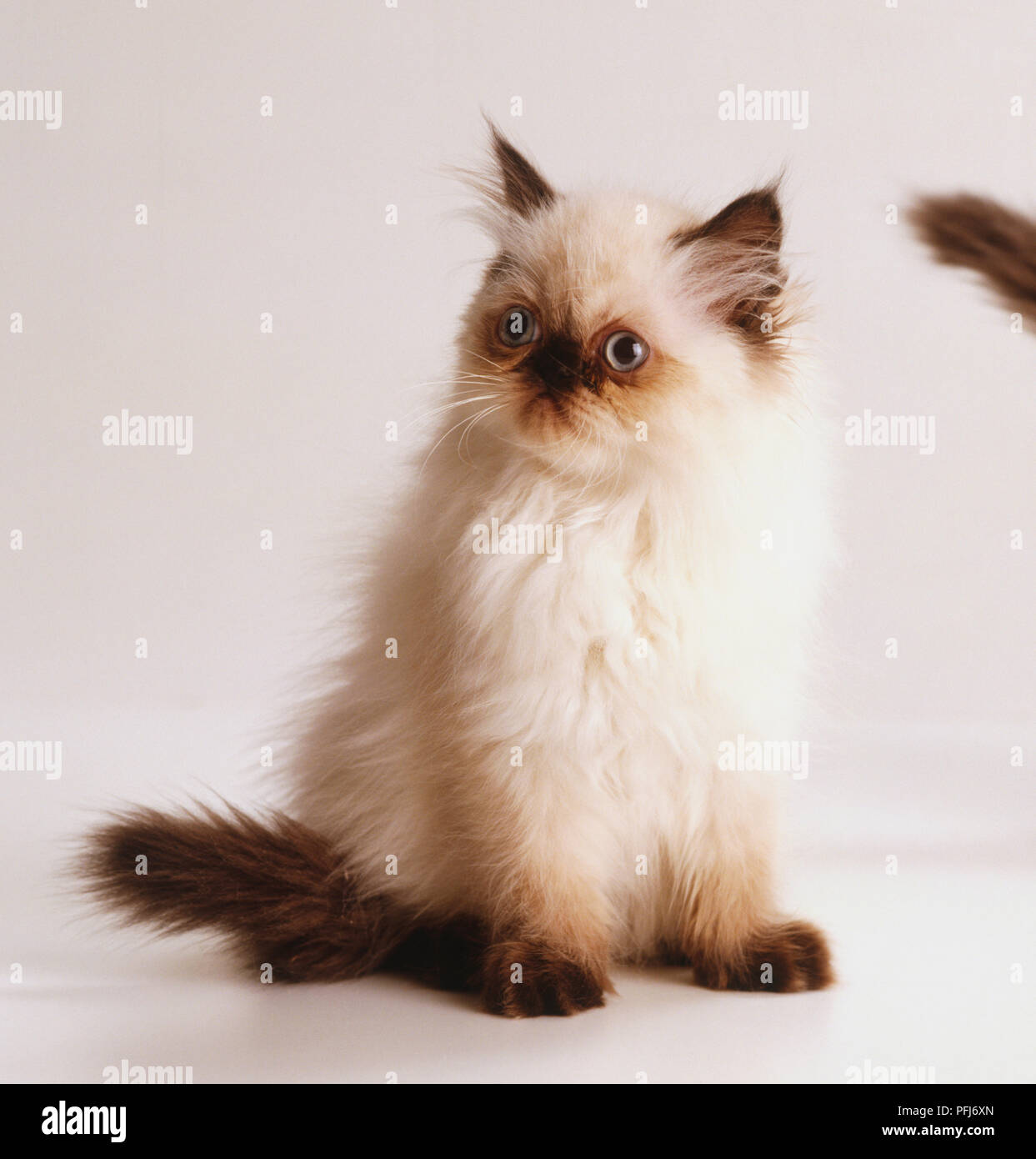 Chaton persan blanc et brun, felis catus catus, vue de face. Banque D'Images