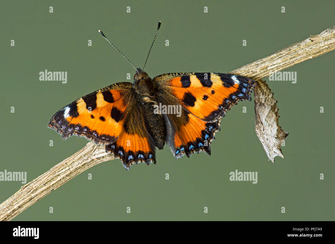 Petits nouvellement éclos en écailles (Aglais urticae), un papillon de la famille des Nymphalidae, à proximité de son exuvie, Suisse Banque D'Images