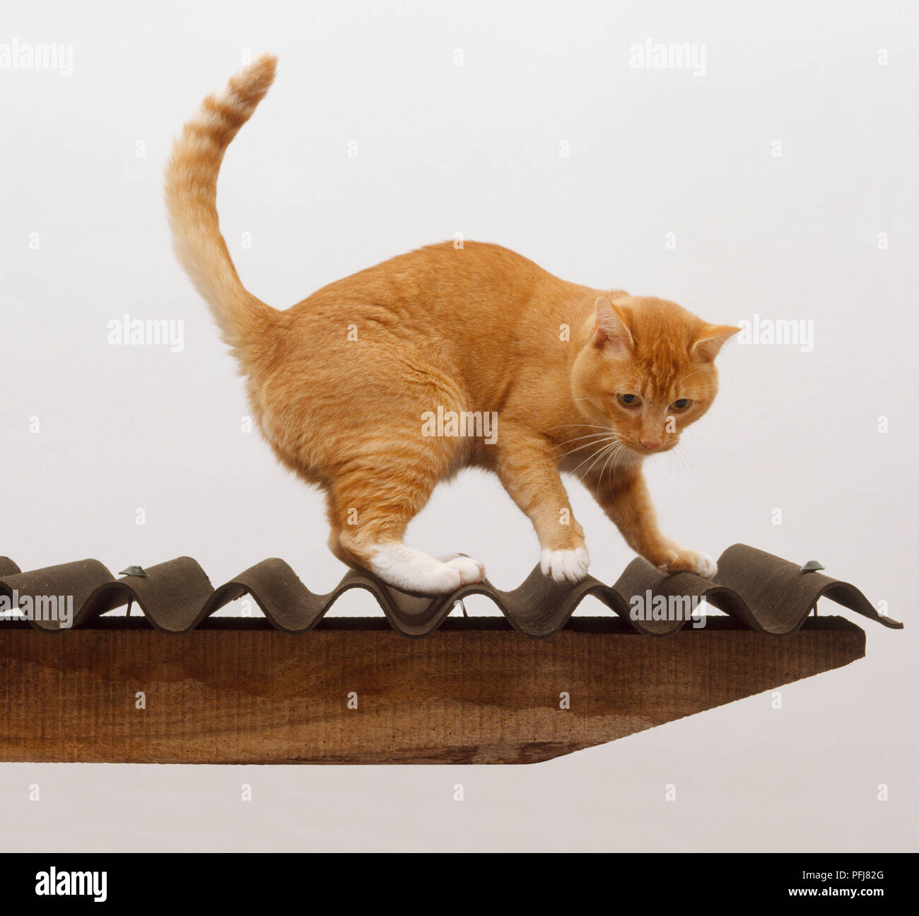 Ginger Tabby Chat Felis Catus Catus Debout Avec Dos Arque Sur Toit En Tole Ondulee Side View Photo Stock Alamy