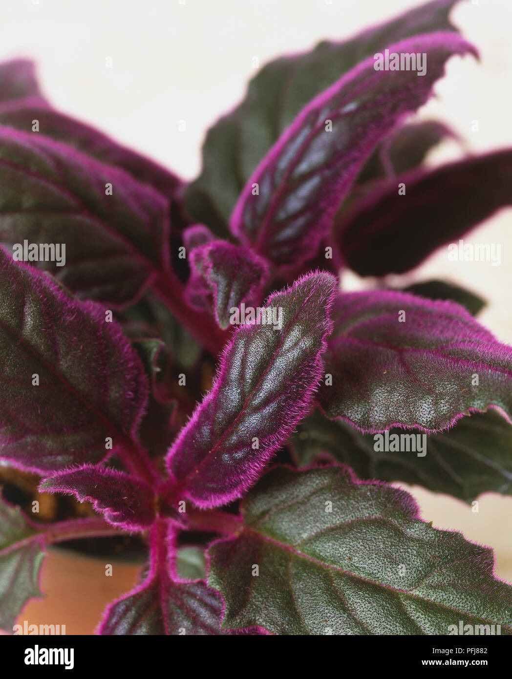 Gynura aurantiaca, usine de velours pourpre, dentées et feuilles gondolées avec couvrant de poils violet, close-up. Banque D'Images