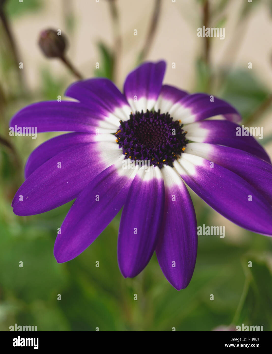 Pericallis x hybrida série brillante, Florists' Cineraria, violet flowerhead, close-up. Banque D'Images