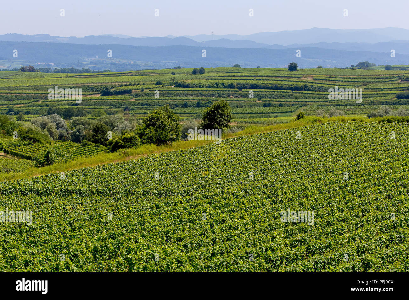 Vignobles en terrasses à Endingen am Kaiserstuhl, Allemagne. Banque D'Images