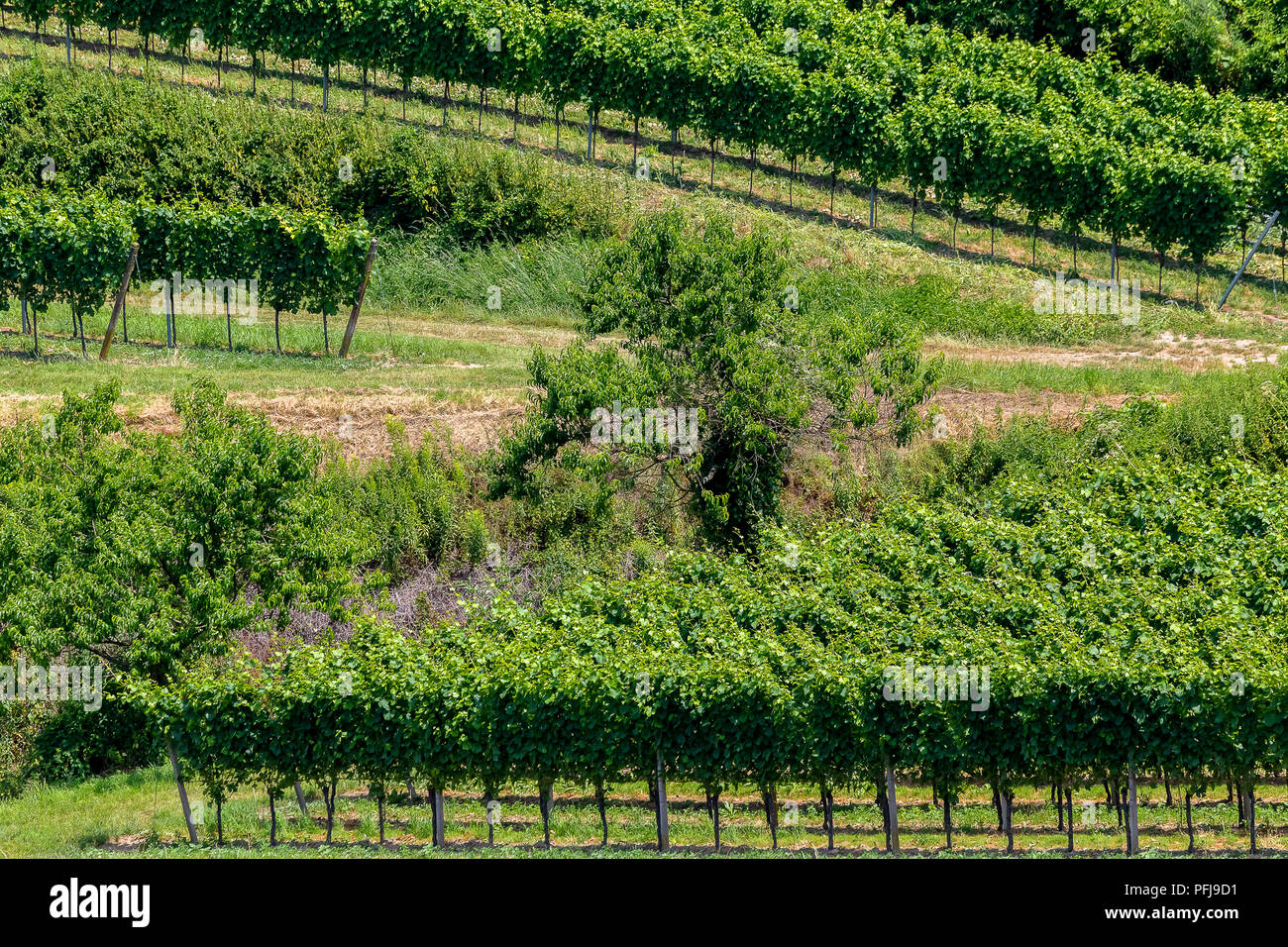 Vignobles en terrasses à Endingen am Kaiserstuhl, Allemagne. Banque D'Images