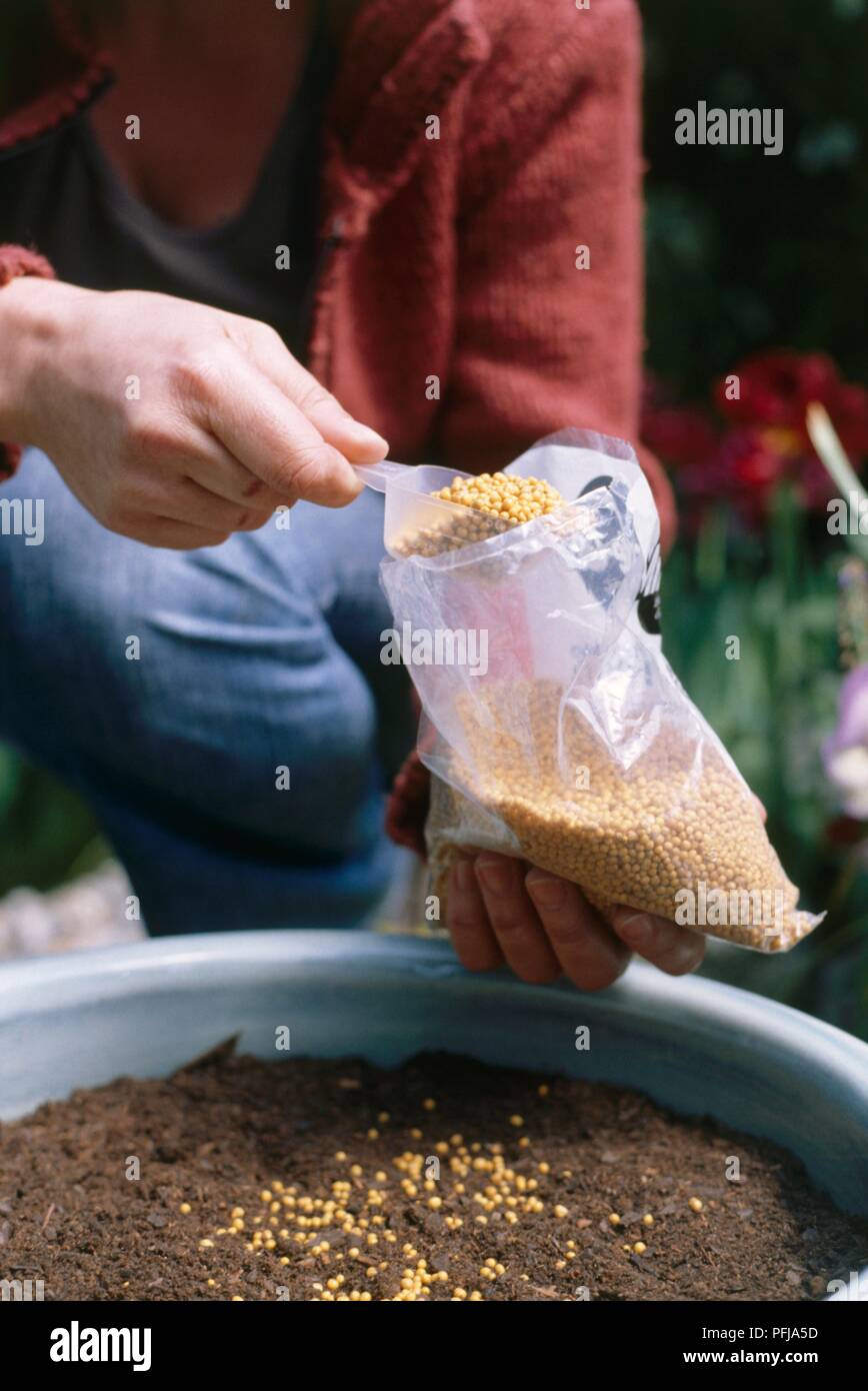 Holding sac d'engrais et scopp au-dessus du sol dans une grande plante en pot Banque D'Images