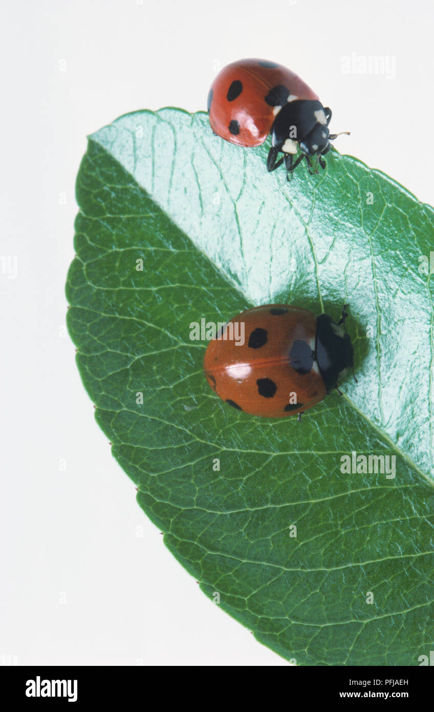 Deux coccinelles à sept points (Coccinella septempunctata), sur une feuille Banque D'Images