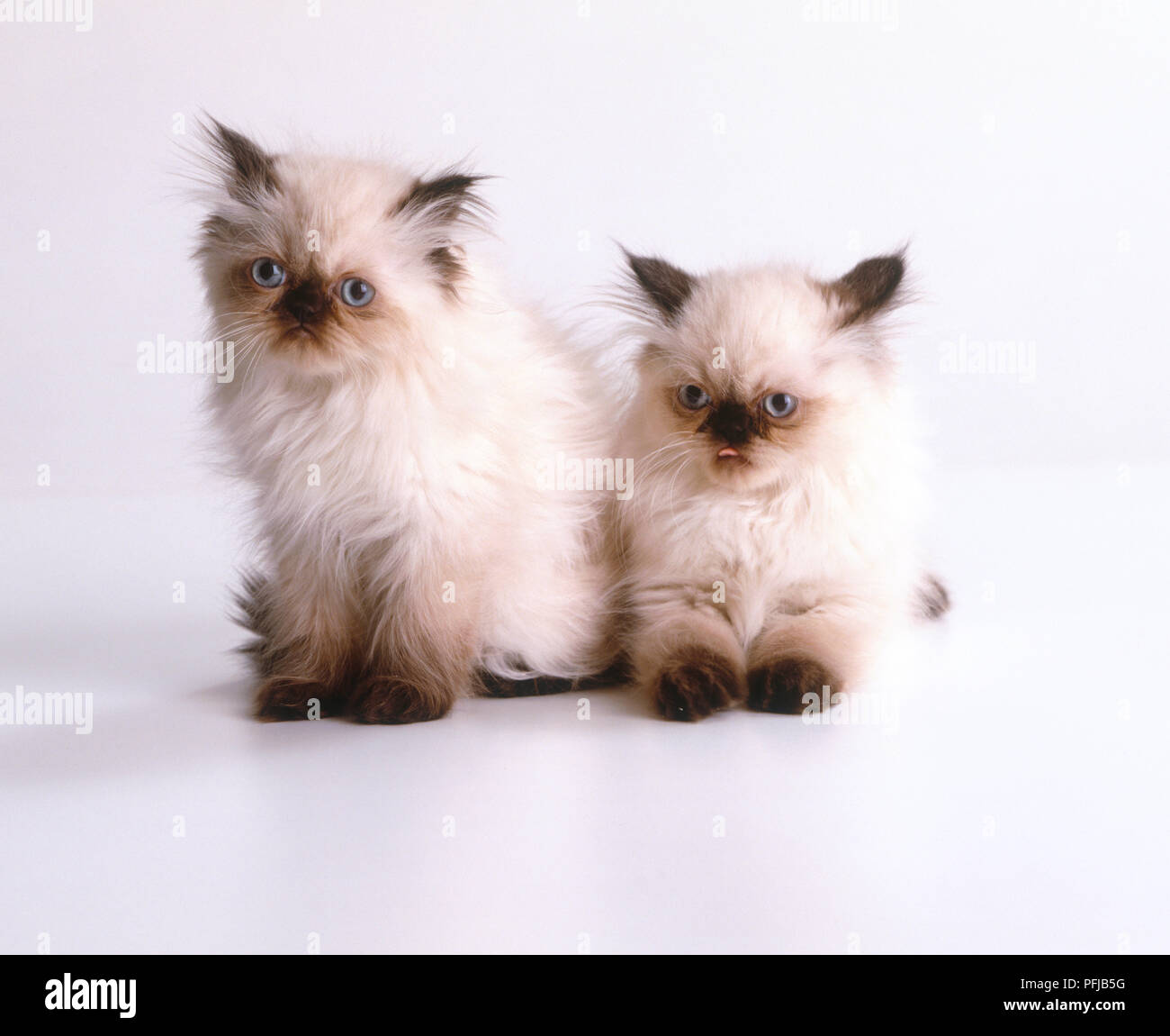 Deux chatons Persan (Felis catus) Banque D'Images