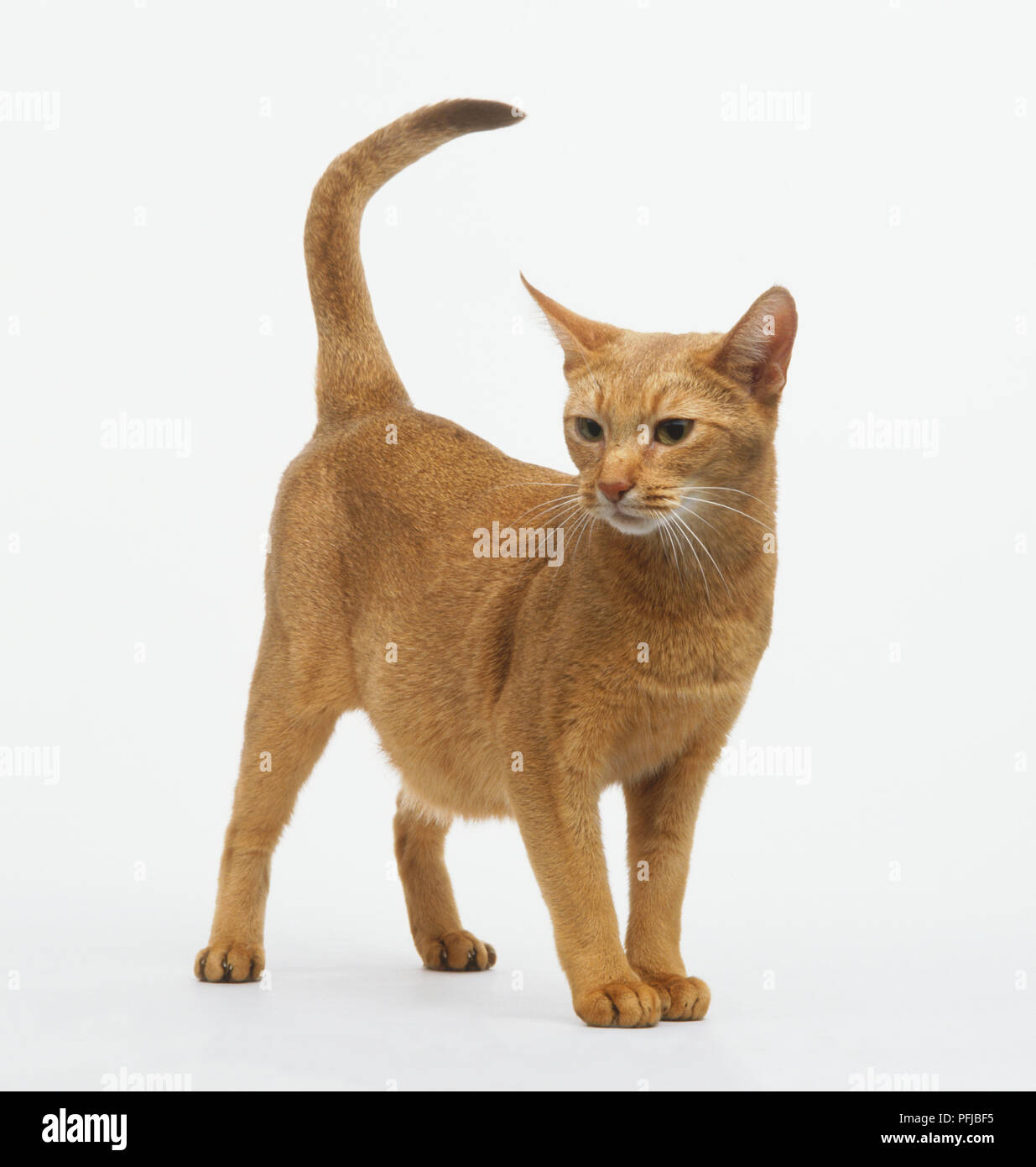 Un chat de gingembre debout avec la queue relevée, à côté de Banque D'Images