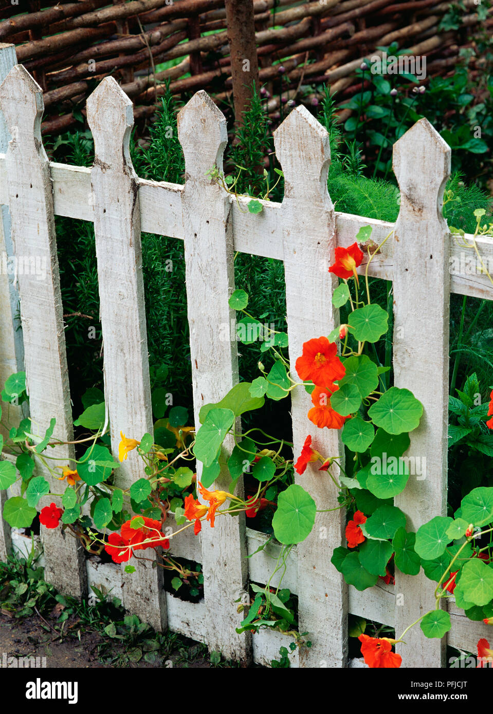 La capucine (Tropaeolum majus), orange fleurs en croissance sur les piquets de clôture, close-up Banque D'Images