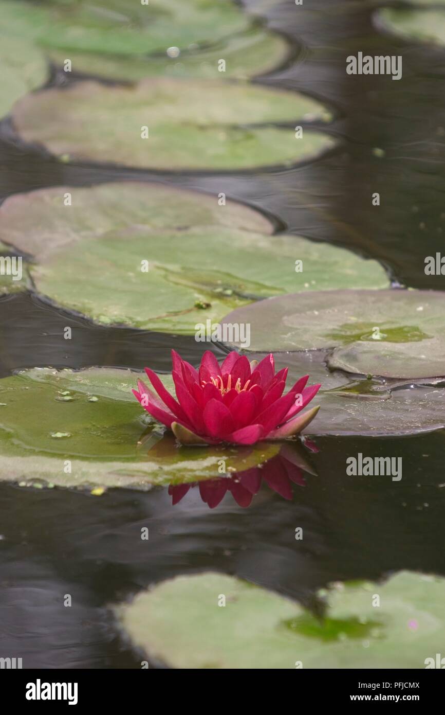 Nymphaea 'Escarboucle' (nénuphar), rose et fleur de nénuphar sur l'eau Banque D'Images