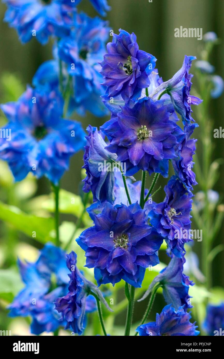 Delphinium 'New Zealand' hybrides, fleurs bleues sur tiges, close-up Banque D'Images