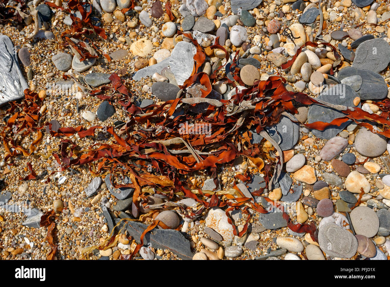 Les algues brunes rouge sur une plage de galets dans le sud du Devon ENGLAND UK Banque D'Images