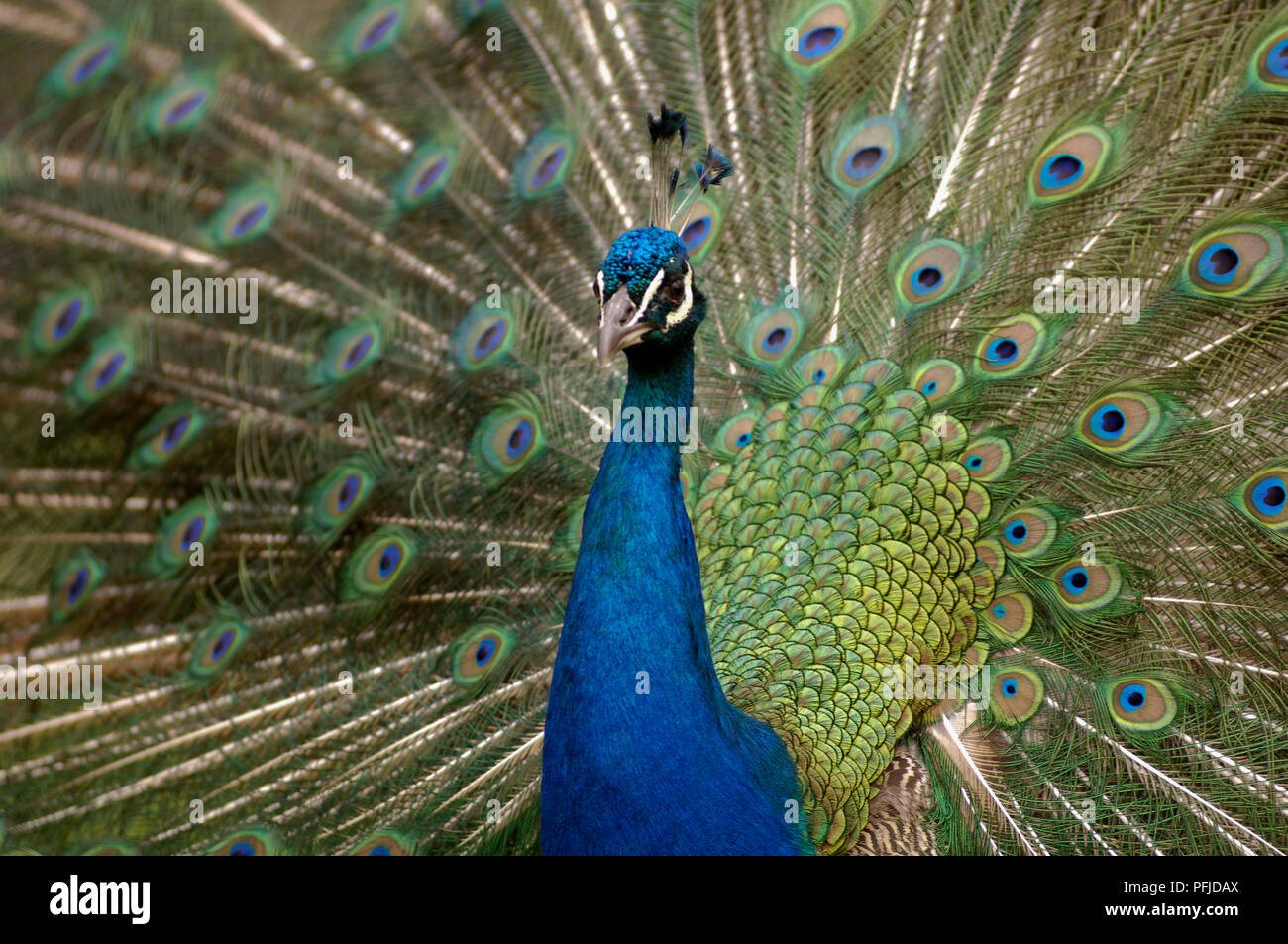 Peacock (Pavo cristatus) avec ses plumes affiche, close-up Banque D'Images