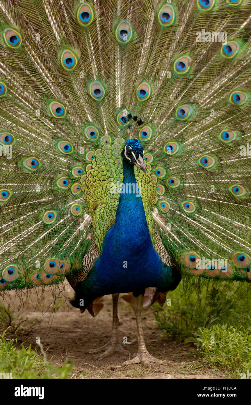 Pavo cristatus (paons indiens), affichage des plumes de paon magnifique Banque D'Images