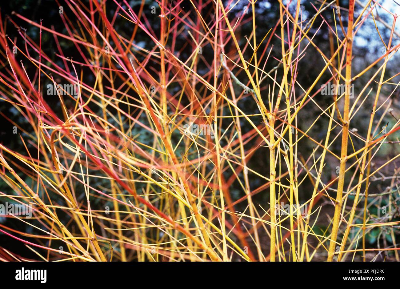 Cornus sanguinea 'Winter Beauty' (cornouiller), rouge et jaune tiges, close-up Banque D'Images