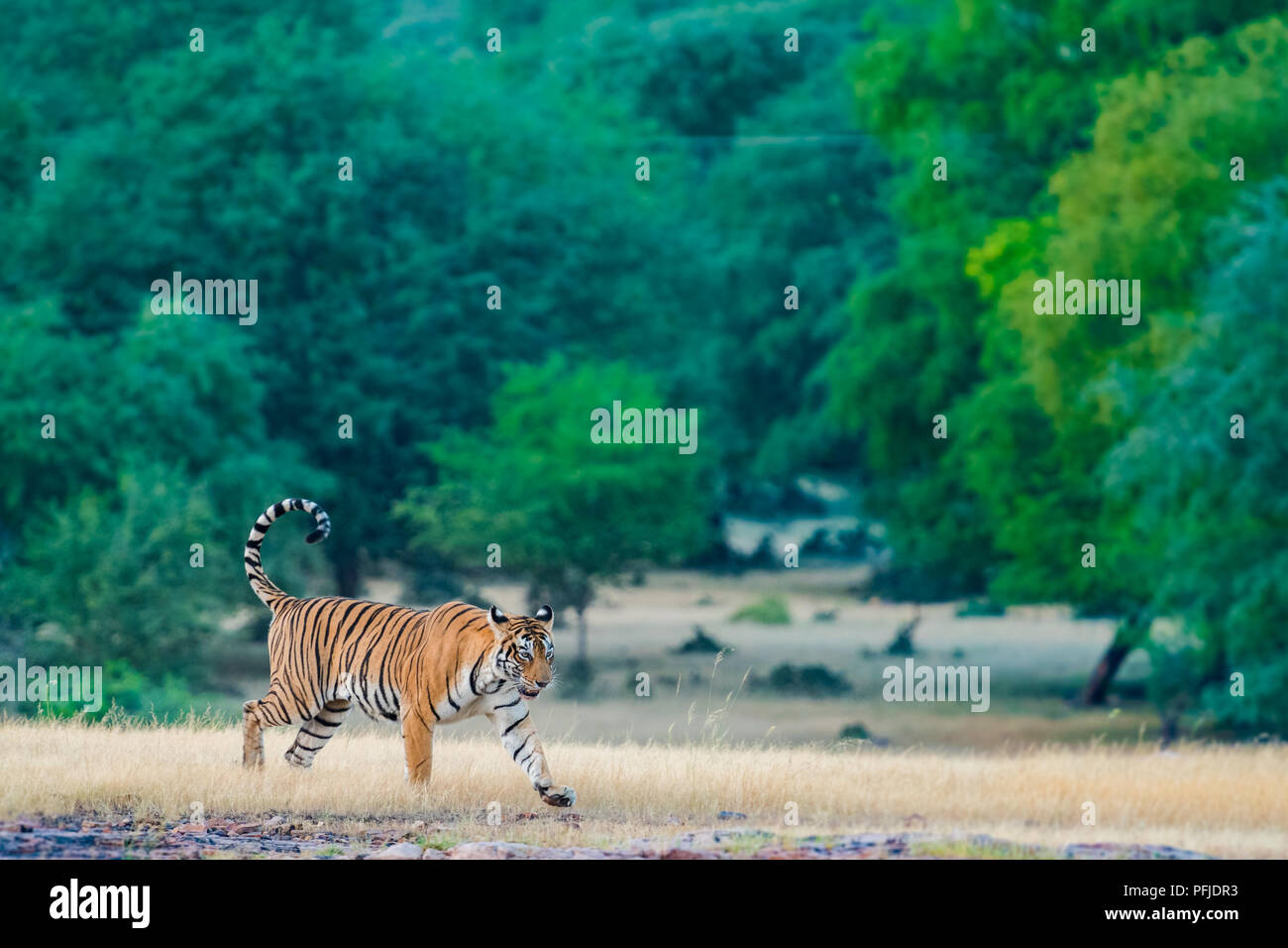 Une tigresse sur la célèbre promenade dans son territoire Banque D'Images