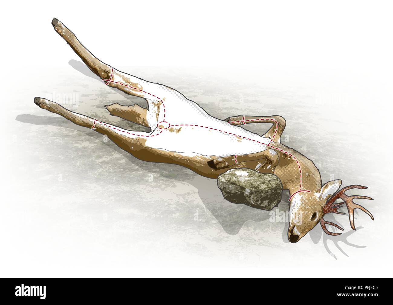 Composite numérique illustration de carcasses de cerfs Banque D'Images