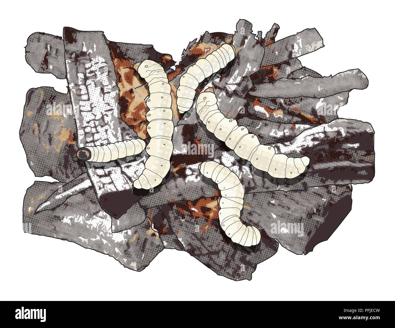 Illustration numérique de larves witchetty griller sur les cendres chaudes Banque D'Images