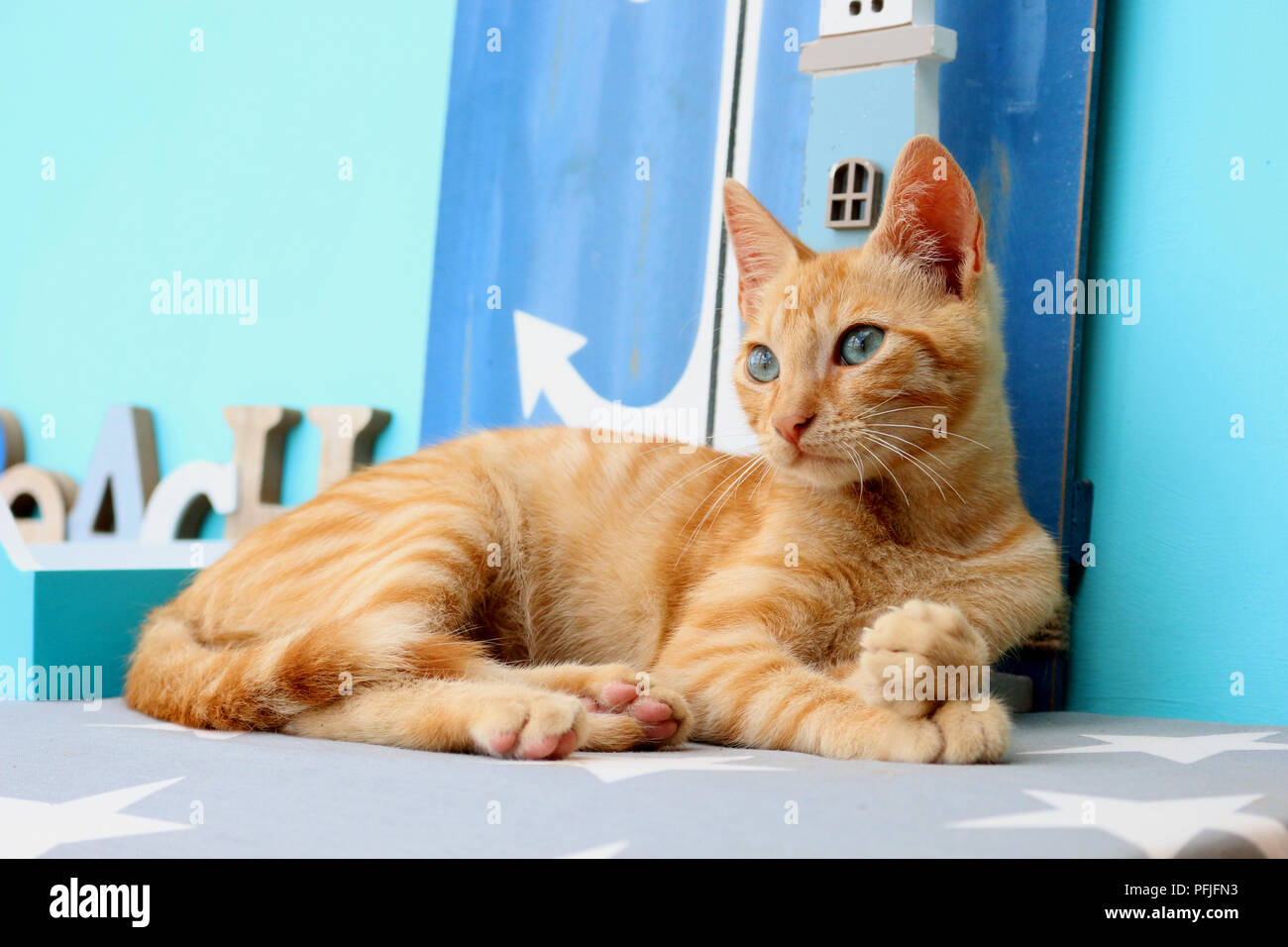 Jeune chat domestique, le gingembre, 3 mois Banque D'Images