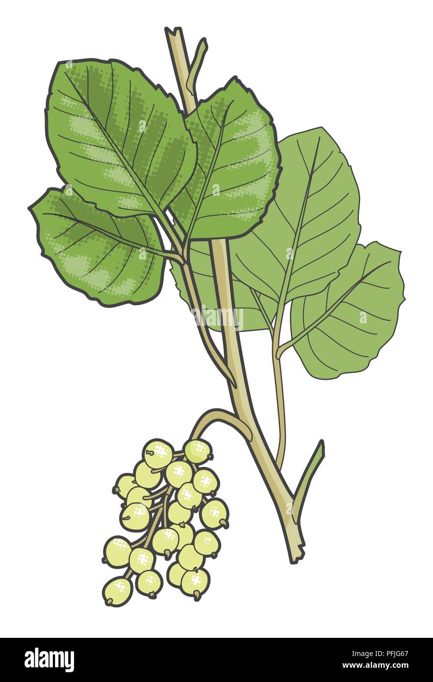 Illustration numérique de Toxicodendron diversilobum (syn. Rhus diversiloba ; ouest-poison ou chêne chêne-poison du Pacifique), feuilles et baies sur la tige Banque D'Images