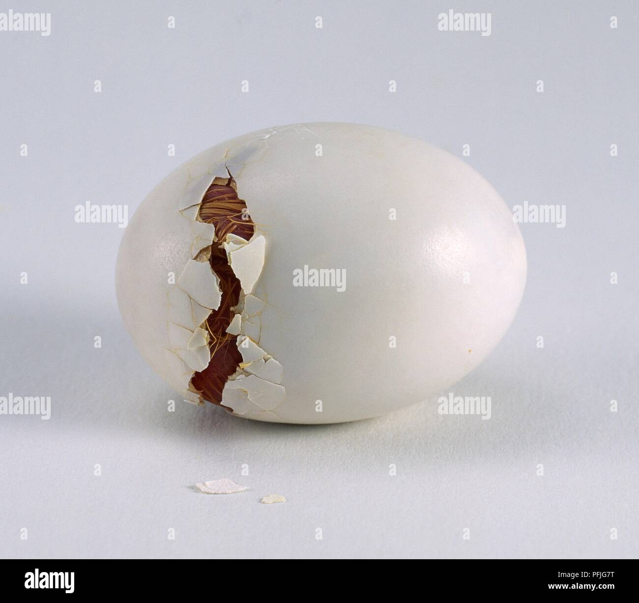 Pigeon (Columba livia), l'éclosion des oeufs à l'intérieur encore Banque D'Images