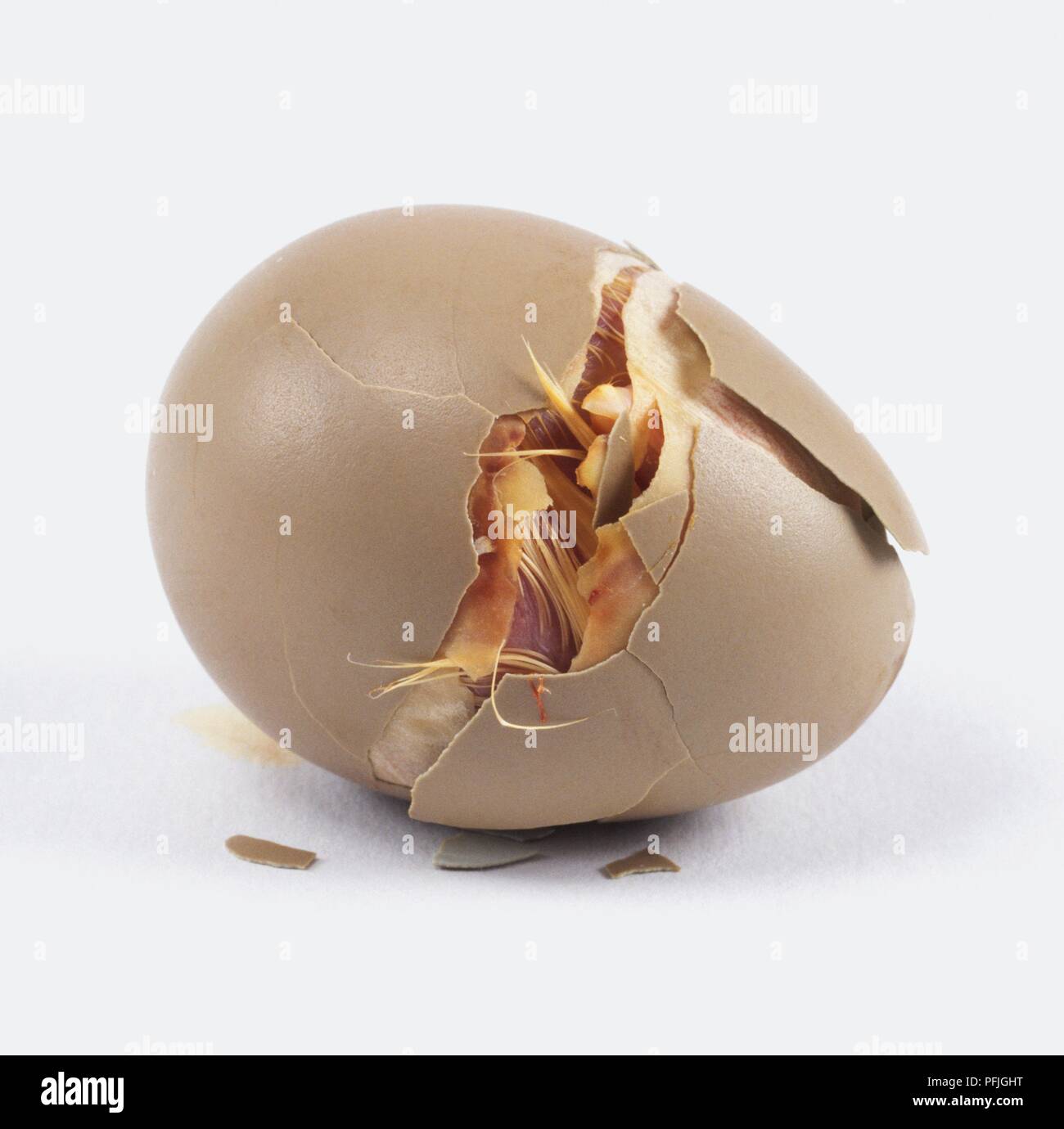 Faisan blanc (Galliformes) l'éclosion des oeufs, toujours à l'intérieur Banque D'Images