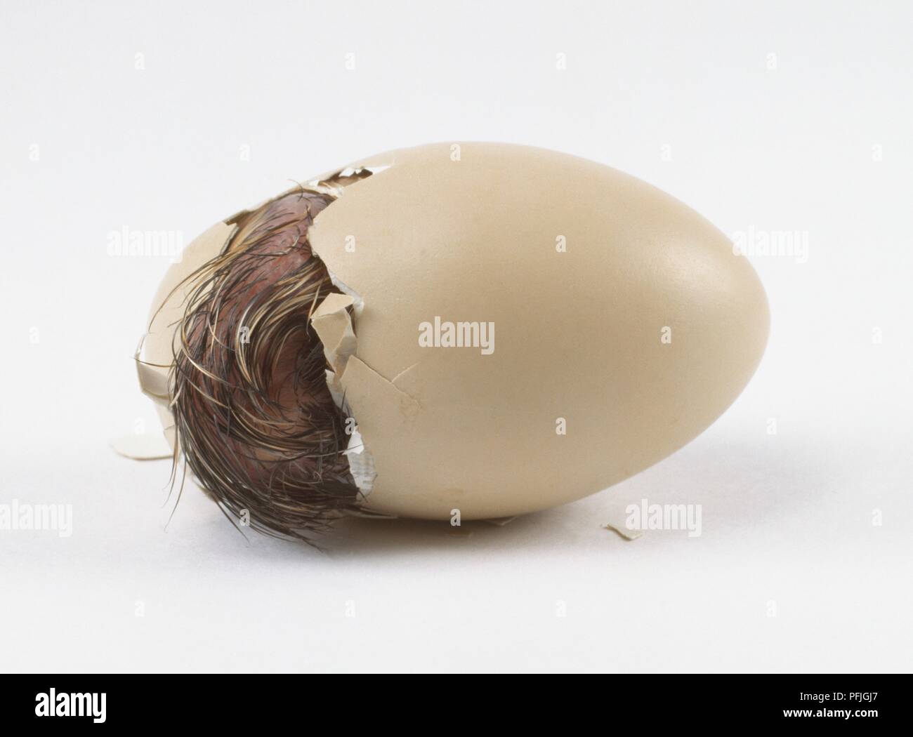 Reeves (Syrmaticus reevesii faisan d'incubation), les nouvelles de l'oeuf Banque D'Images