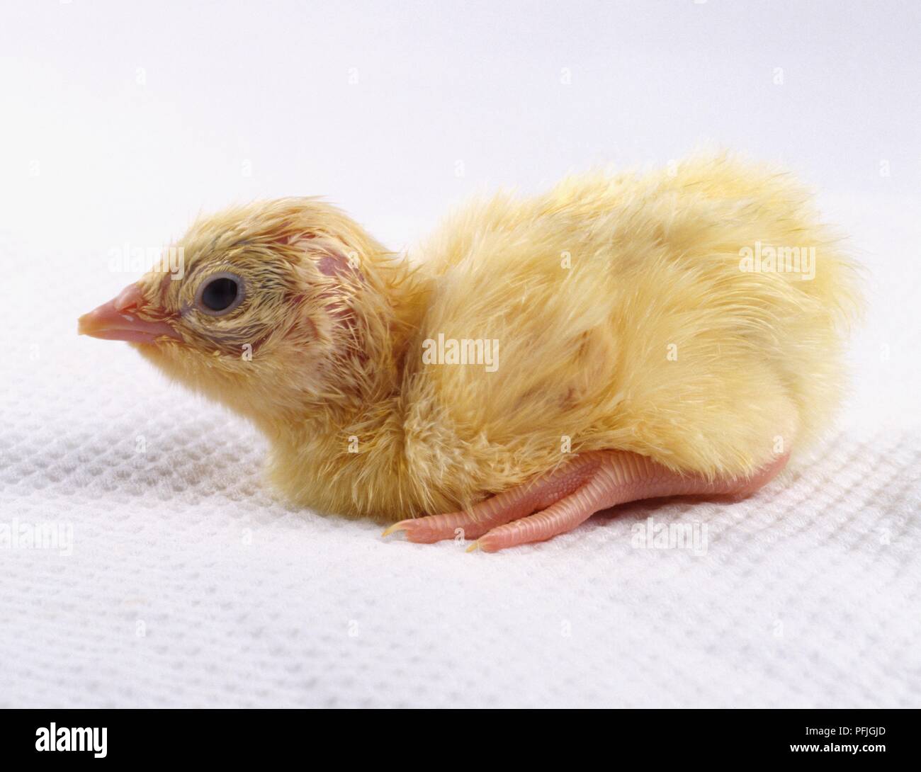 Faisan blanc (Galliformes) chick Banque D'Images