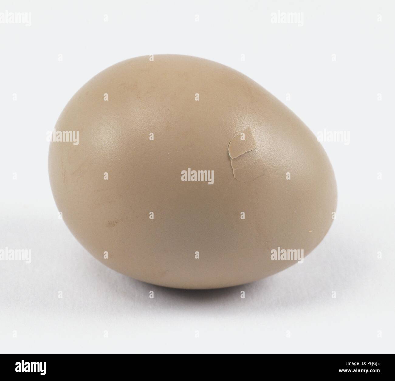 Faisan blanc (Galliformes) oeuf, montrant des fissures Banque D'Images