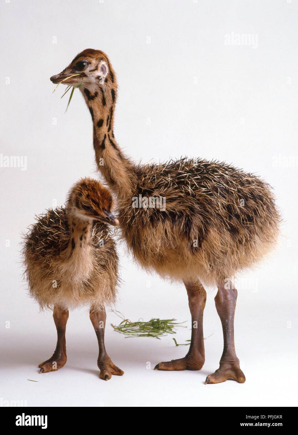 Bebe Deux Autruches Struthio Camelus A Differents Stades De Developpement L Un Mange De L Herbe Photo Stock Alamy