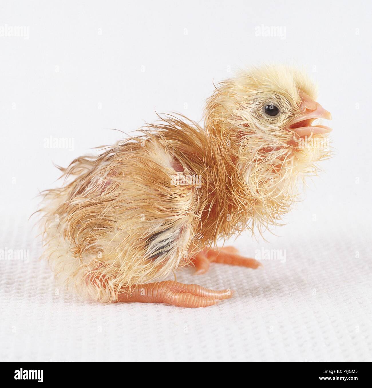 Faisan blanc (Galliformes) hatchling Banque D'Images