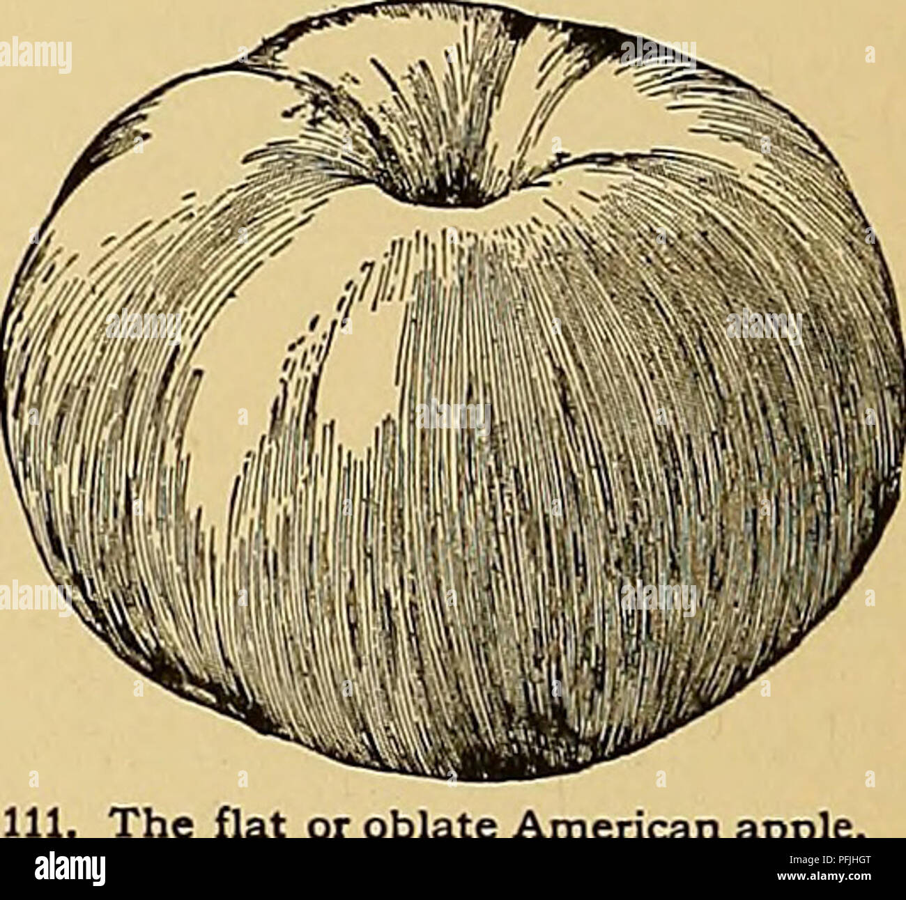 Un guide de référence sur la culture des plantes horticoles aux États-Unis et au Canada, axé sur les espèces utilisées dans le jardinage ornemental et l'agriculture. Le travail couvre également les techniques de greffage et les avantages de l'utilisation d'arbres bourgeonnés dans des régions spécifiques comme l'est et l'Ouest de l'Amérique du Nord. Banque D'Images