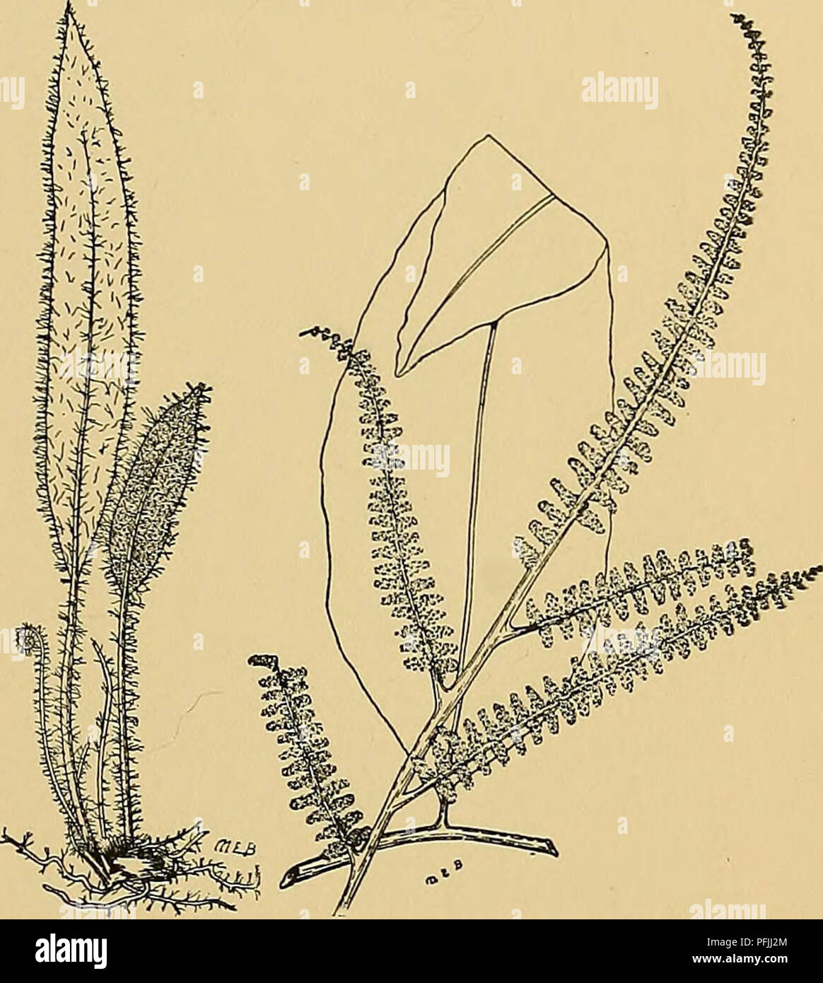 . Cyclopedia of American horticulture, comprenant des suggestions pour la culture de plantes horticoles, les descriptions des espèces de fruits, légumes, fleurs et plantes ornementales vendues aux États-Unis et au Canada, ainsi que des notes biographiques et géographiques. Le jardinage. ACROSTICHUM ACEOSTICHUM 21 tour, 9 ; flaccidum, 8 ; gorgoneum, H ; loraarioides muscosum ;, 18, 3 ; nicotiansefolium osmundaceum, 16 ; 19, 20 ; peltatum, ; pilosum, 5 ; reticulatum, 10 ; scandens, 12 ; recto, 6 ; sorbifolium, 13 ; squamosum, 2 ; villosum,l ; viscosum, 4. A. Jjvs. simple, à moins de 2 po de largeur ; veins gratuitement. (E Banque D'Images