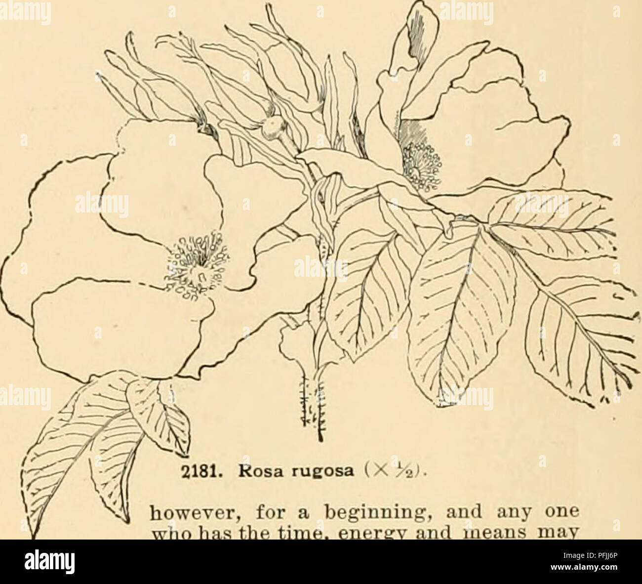 . Cyclopedia of American horticulture : comprenant des suggestions pour la culture de plantes horticoles, les descriptions des espèces de fruits, légumes, fleurs et plantes ornementales vendues aux États-Unis et au Canada, ainsi que des notes biographiques et géographiques. Jardinage ; horticulture ; horticulture ; l'horticulture. 2180. L'ancienne uprieht jaune rose (X  %). Henriette, Rose Microphylla,microphylla, Madame Alfred Carriere. Siveetbriers hybride.-Amy Robsart, Annie de Geier- stein, Brenda, Catherine promenade Seyton, Edith Bellenden, Flore Mclvor, manteau vert, Jeannie Deans, Juli Banque D'Images