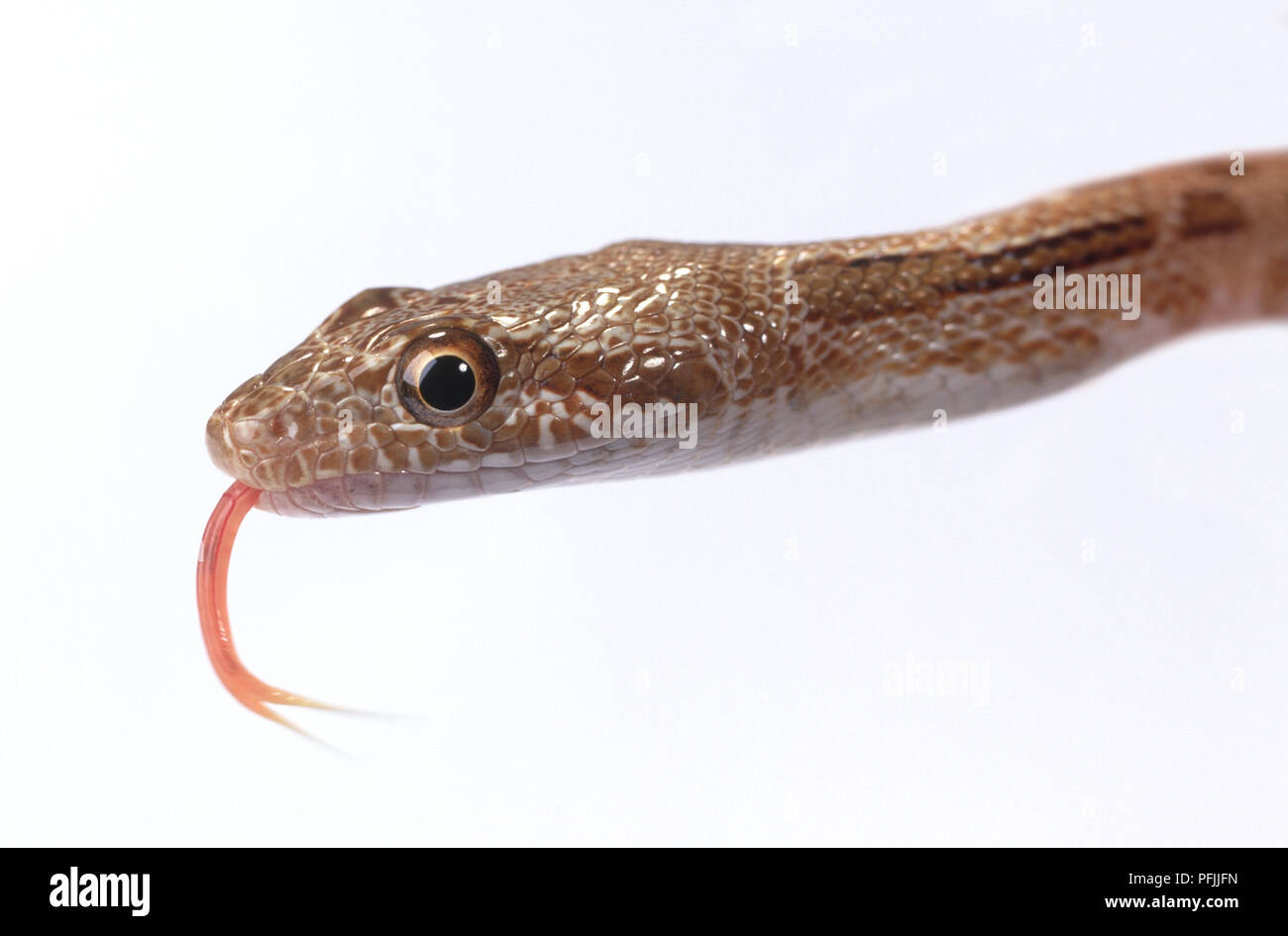 Mograbin (Spalerosophis dolichospilus couleuvre diadème) avec sa langue, close-up Banque D'Images