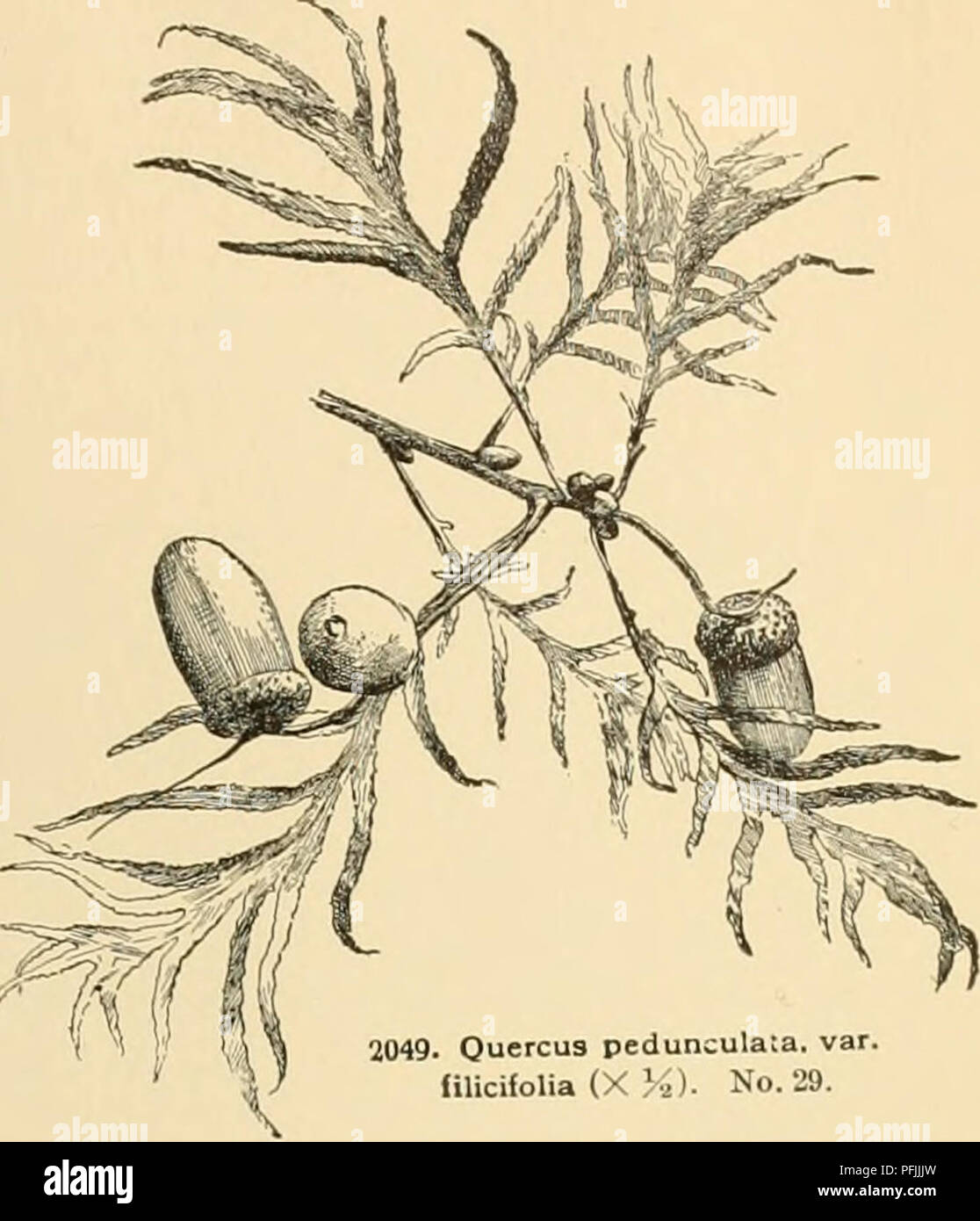 . Cyclopedia of American horticulture : comprenant des suggestions pour la culture de plantes horticoles, les descriptions des espèces de fruits, légumes, fleurs et plantes ornementales vendues aux États-Unis et au Canada, ainsi que des notes biographiques et géographiques. Jardinage ; horticulture ; horticulture ; l'horticulture. J048. Anglais Oak-Ouarcus culata ped. La taille naturelle. No 29. élevé. les branches et branches tombantes mince : LVS. oblongues ou obovales-oblongues, avec 3 à 5 paires de lobes parfois-den- tate lobes, vert foncé et prépubères stellaire au-dessus et au-dessous, tomentulose blanchâtres habituellement 2-4 Banque D'Images