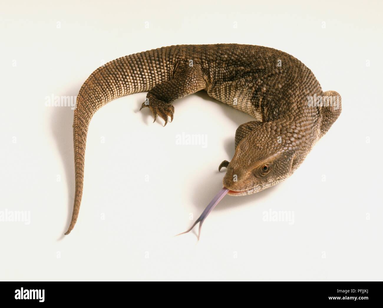 moniteur-de-savane-varanus-exanthematicus-banque-de-photographies-et-d