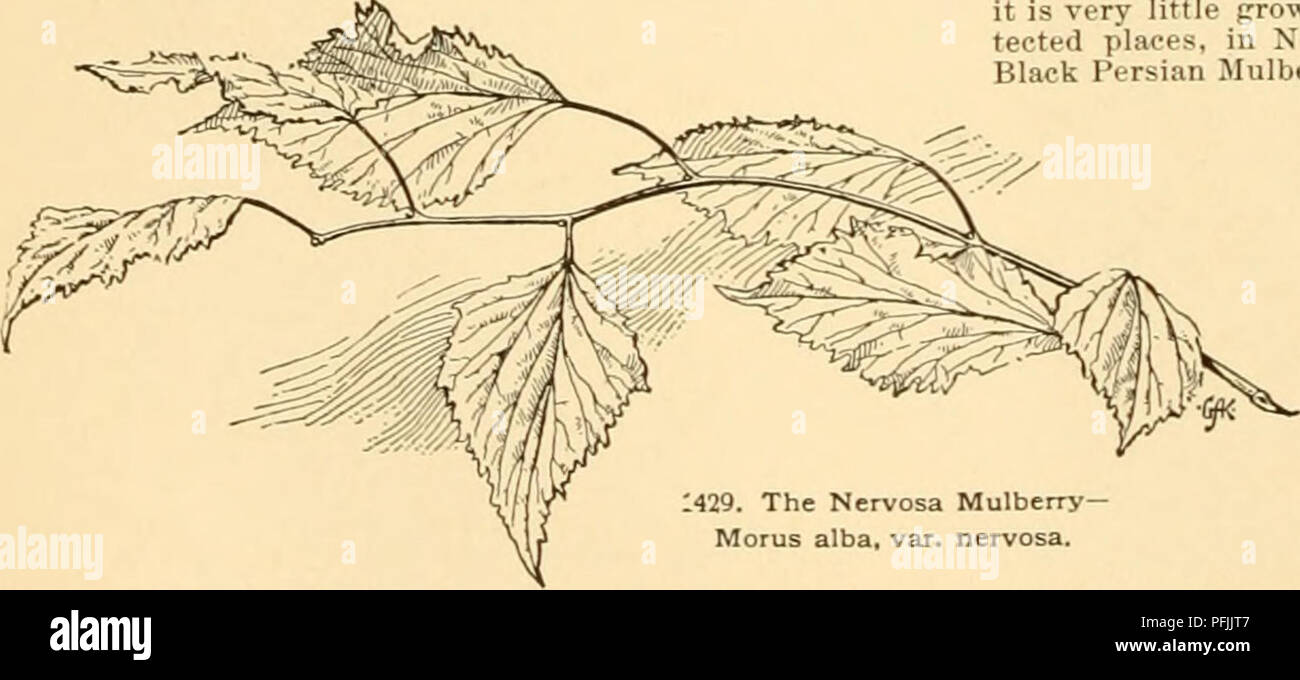 . Cyclopedia of American horticulture : comprenant des suggestions pour la culture de plantes horticoles, les descriptions des espèces de fruits, légumes, fleurs et plantes ornementales vendues aux États-Unis et au Canada, ainsi que des notes biographiques et géographiques. Jardinage ; horticulture ; horticulture ; l'horticulture. AA. Zi'S. vert terne, principalement de taille adulte, B. rugueux lvs. plus d multicaillis, Perr. {M. dlba, M. alba var.. latifdlia, Bureai rji(6&Lt ;;sce)i(. longue r.mnlticaitlis, Loudon. M. Sinensis. noTt. M. 1430. Mamans alba { nigra, Linn. ^Mulberrv Bi ck. Lvs. noir, vert terne, rat Banque D'Images