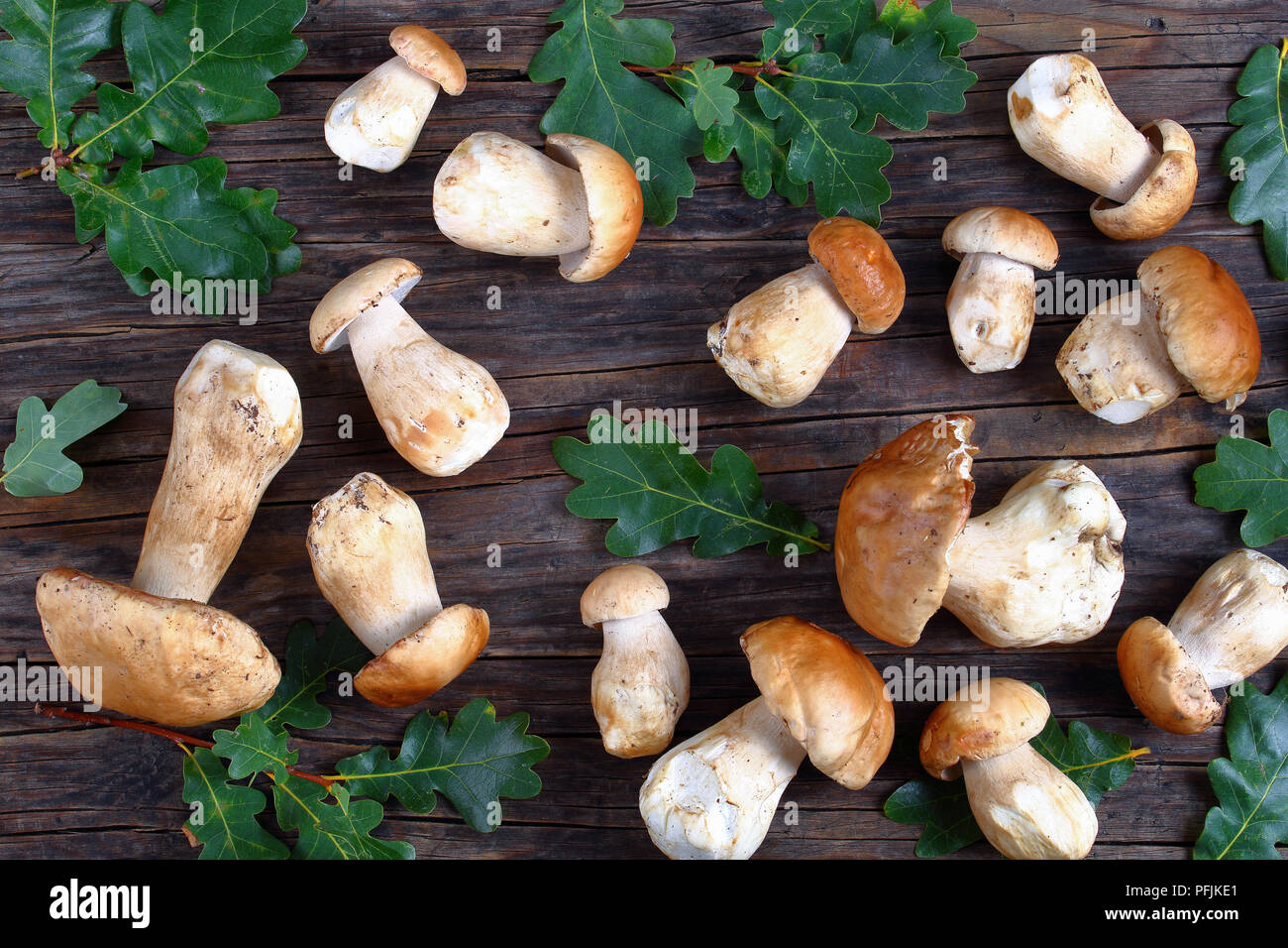 Cèpes frais biologiques sur la vieille table en bois foncé avec des feuilles de chêne vert sur l'arrière-plan, Vue de dessus Banque D'Images